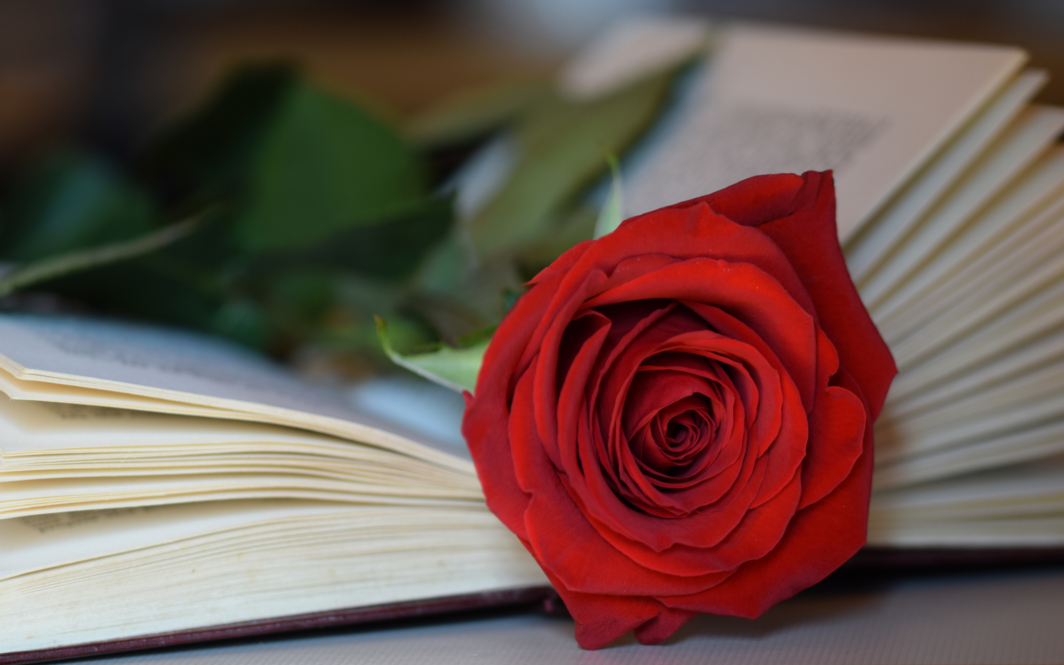 Por qué en Sant Jordi se regalan libros y rosas? El origen de una tradición  cada vez más igualitaria | Ocio y cultura | Cadena SER