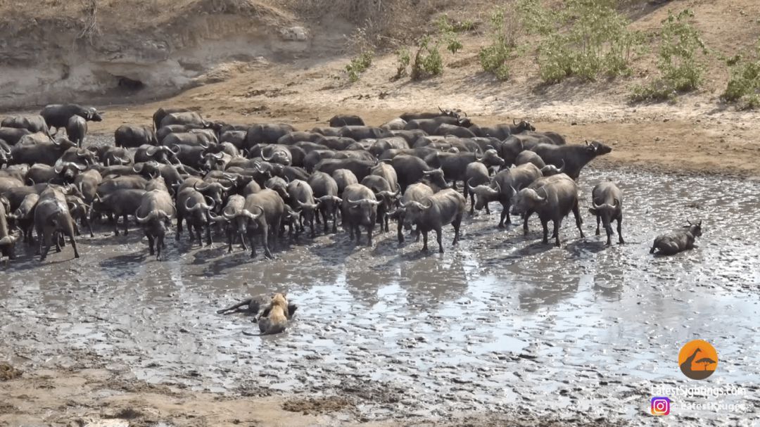 El vídeo de la cacería de una manada de leones que recuerda a la  emblemática muerte de Mufasa en 'El Rey León' | Actualidad | Cadena SER