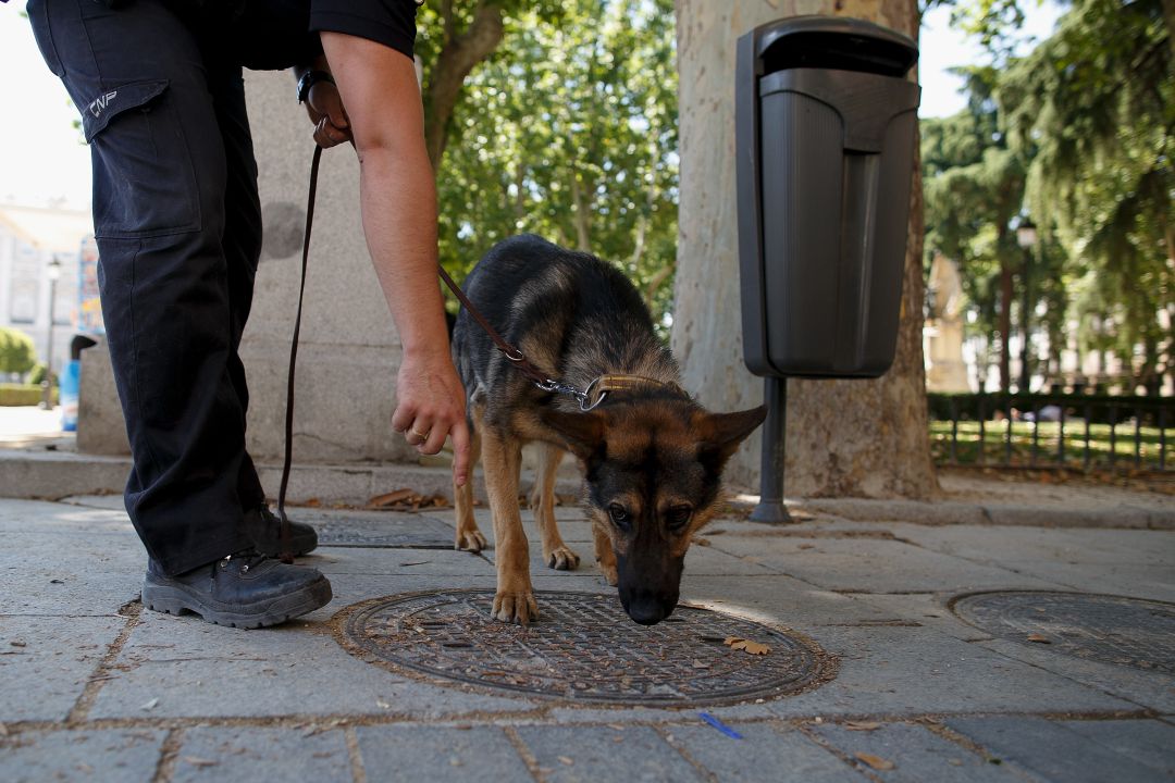 Enfermedad Electropositivo Cabecear Un perro policía va a un instituto para hacer una demostración y encuentra  droga en la mochila de tres alumnos | Actualidad | Cadena SER