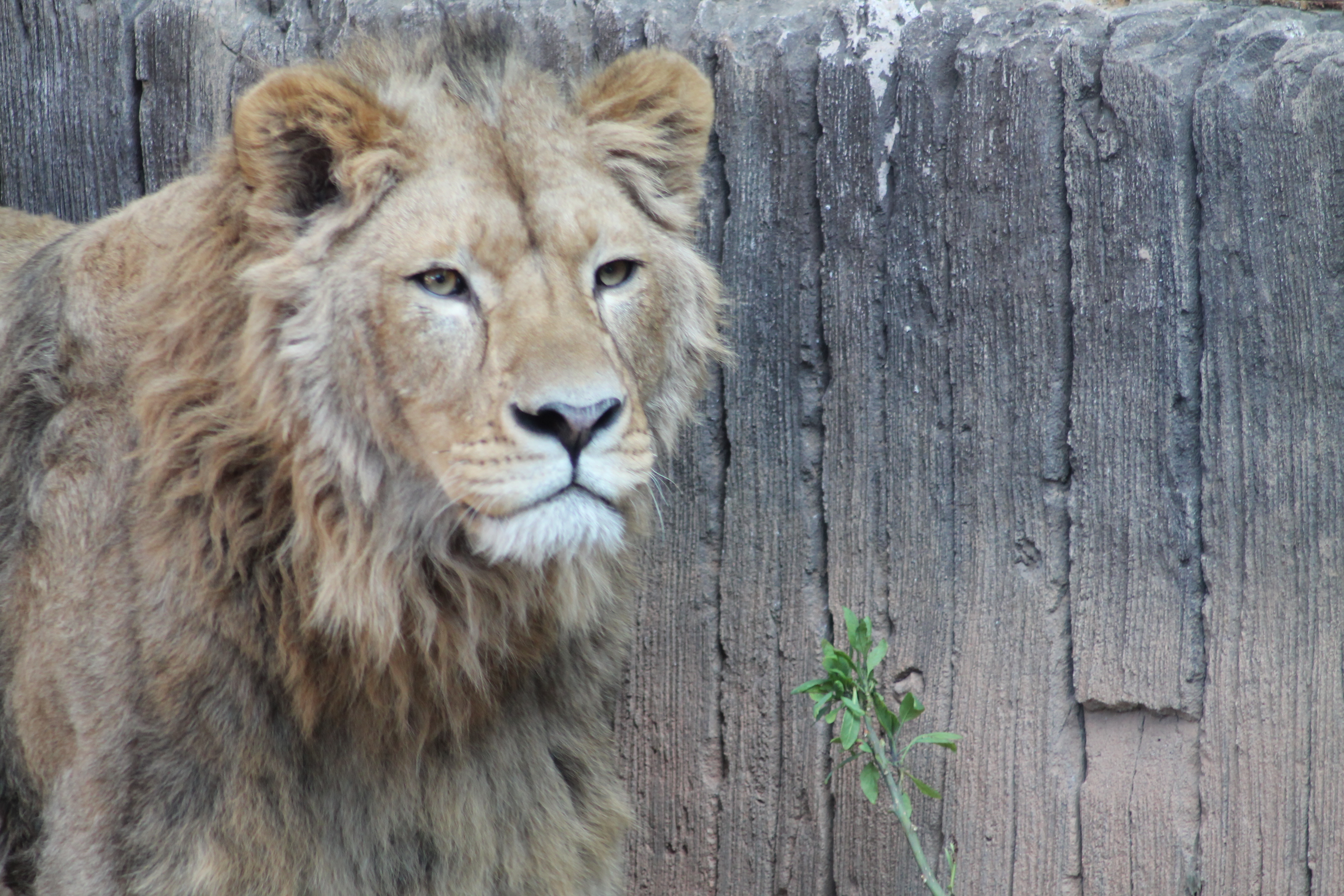 Llegan a Terra Natura dos leones africanos procedentes de Eslovaquia |  Actualidad | Cadena SER