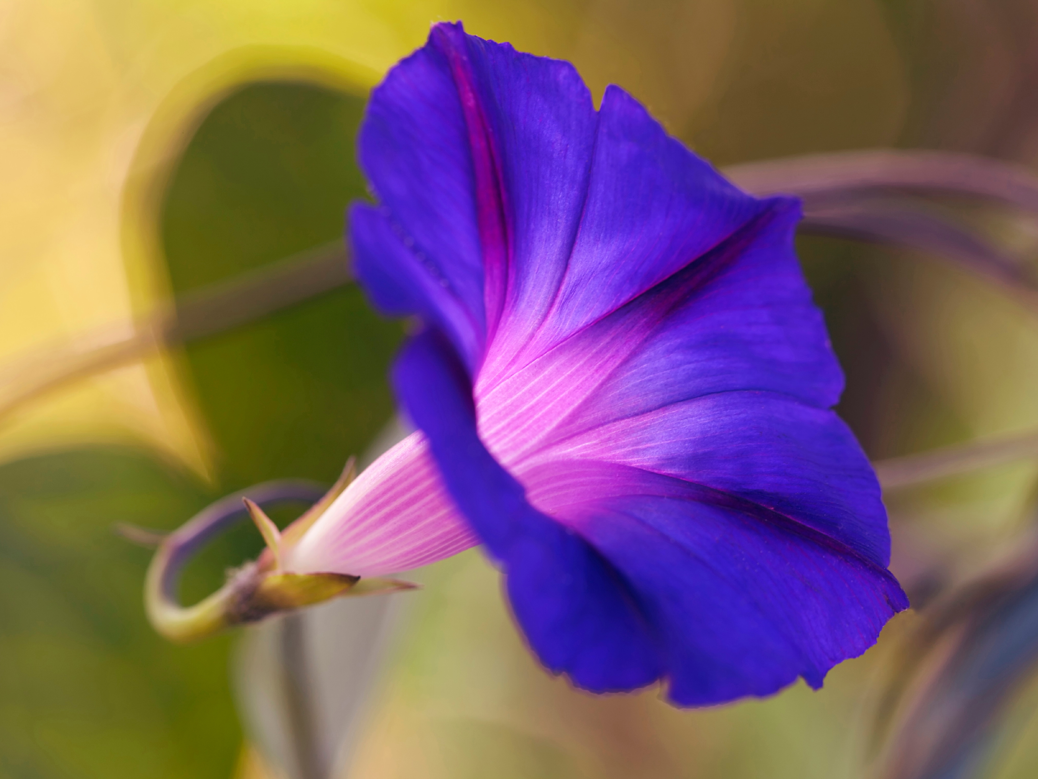 Ipomoea Purpurea: Guía Completa De La Campanilla Morada En México | EA - Foto 6