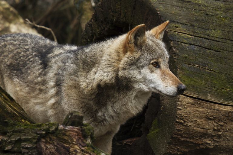 Conservacionistas denuncian la muerte de uno o dos lobos en Bizkaia |  Actualidad | Cadena SER