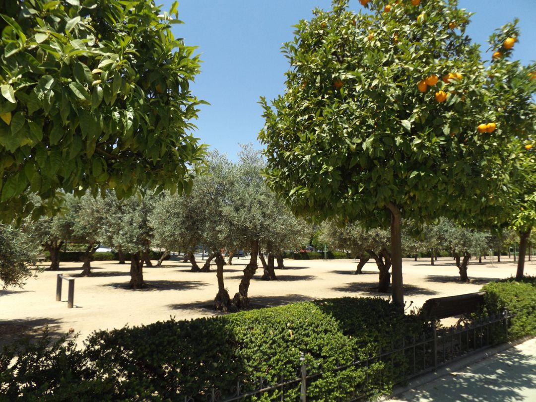 Advierten del aumento de las alergias cruzadas entre árboles y frutos en  las ciudades | Actualidad | Cadena SER