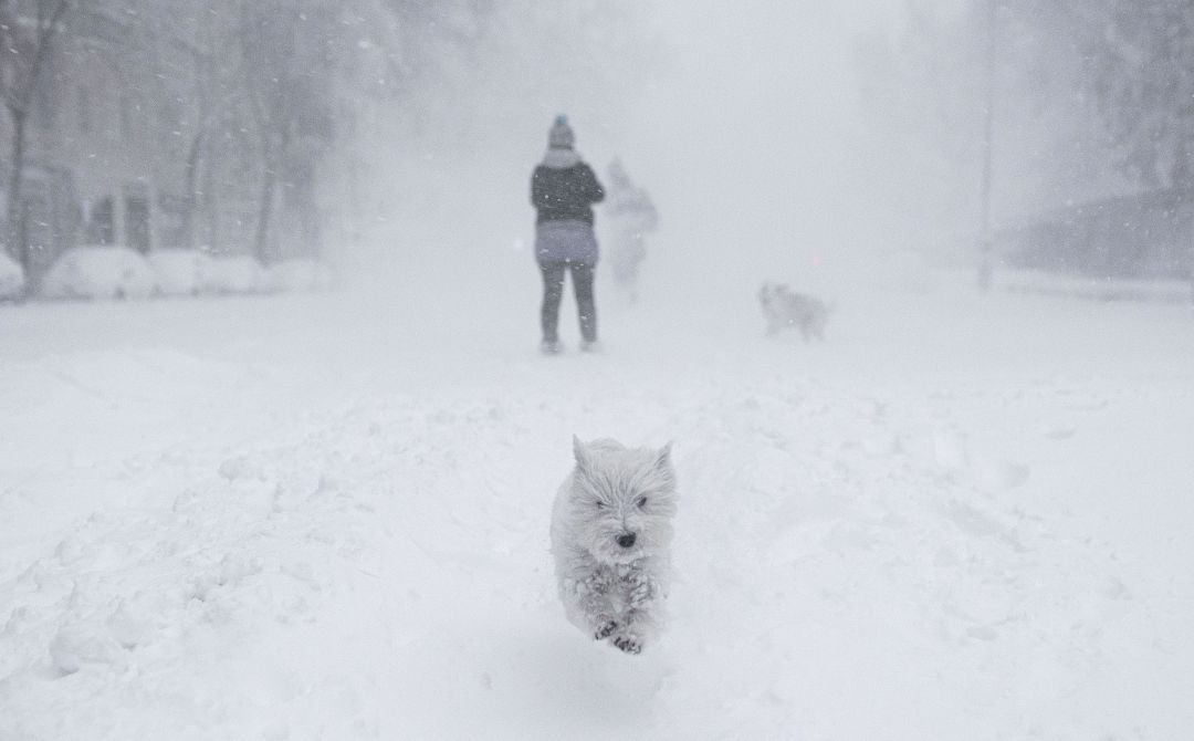 puedo sacar a mi perro a la nieve