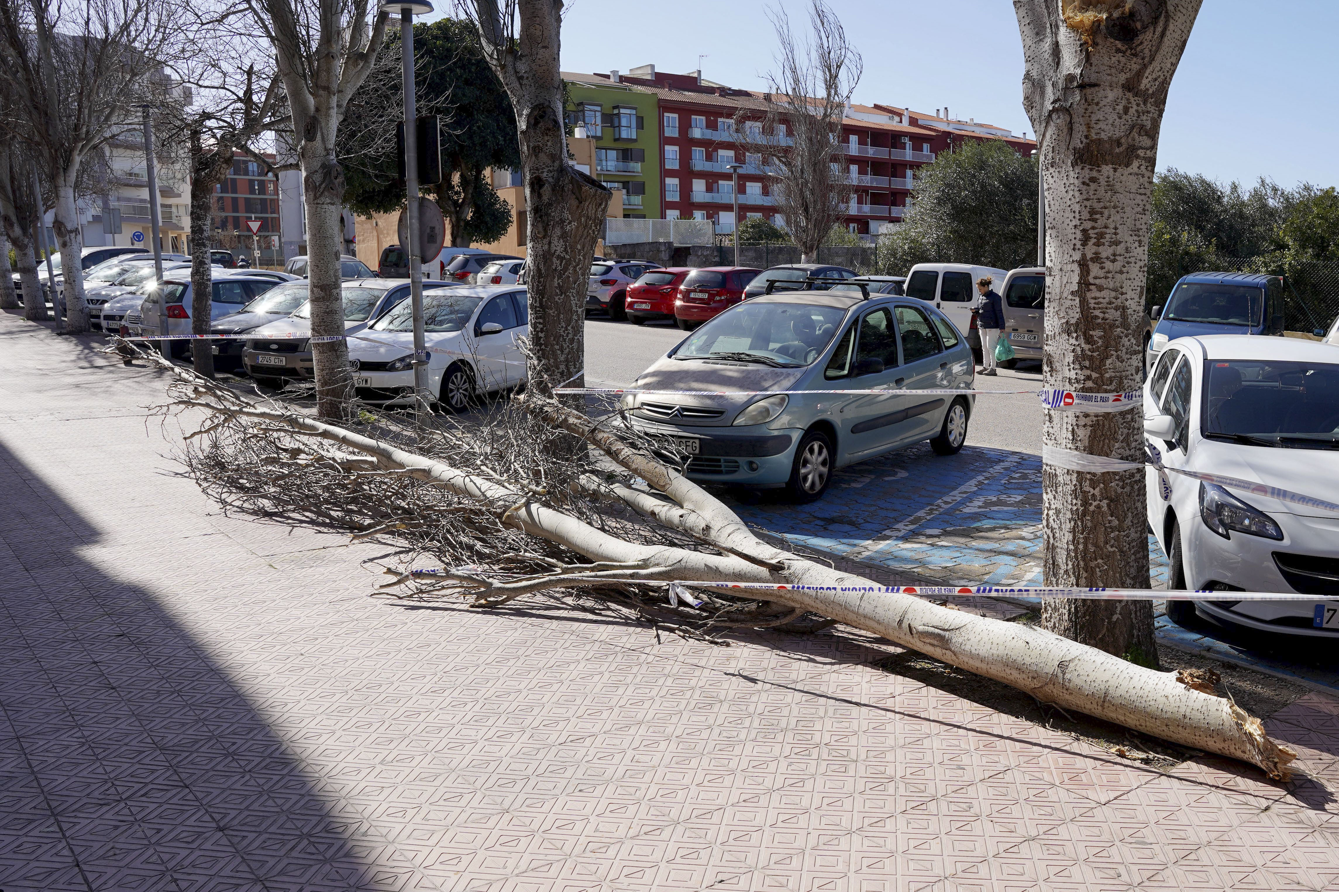MAHÓN (MENORCA), 12/02/2026.- Vista de un árbol caído a causa de las fuertes rachas de viento de este jueves en Mahón (Menorca). La meteorología adversa, con fuertes vientos que han alcanzado una racha máxima de 162 kilómetros/hora en la sierra de Alfàbia (al norte de Mallorca), ha causado 267 incidentes en Baleares desde la medianoche hasta las 15.00 horas de este jueves. EFE/ David Arquimbau Sintes