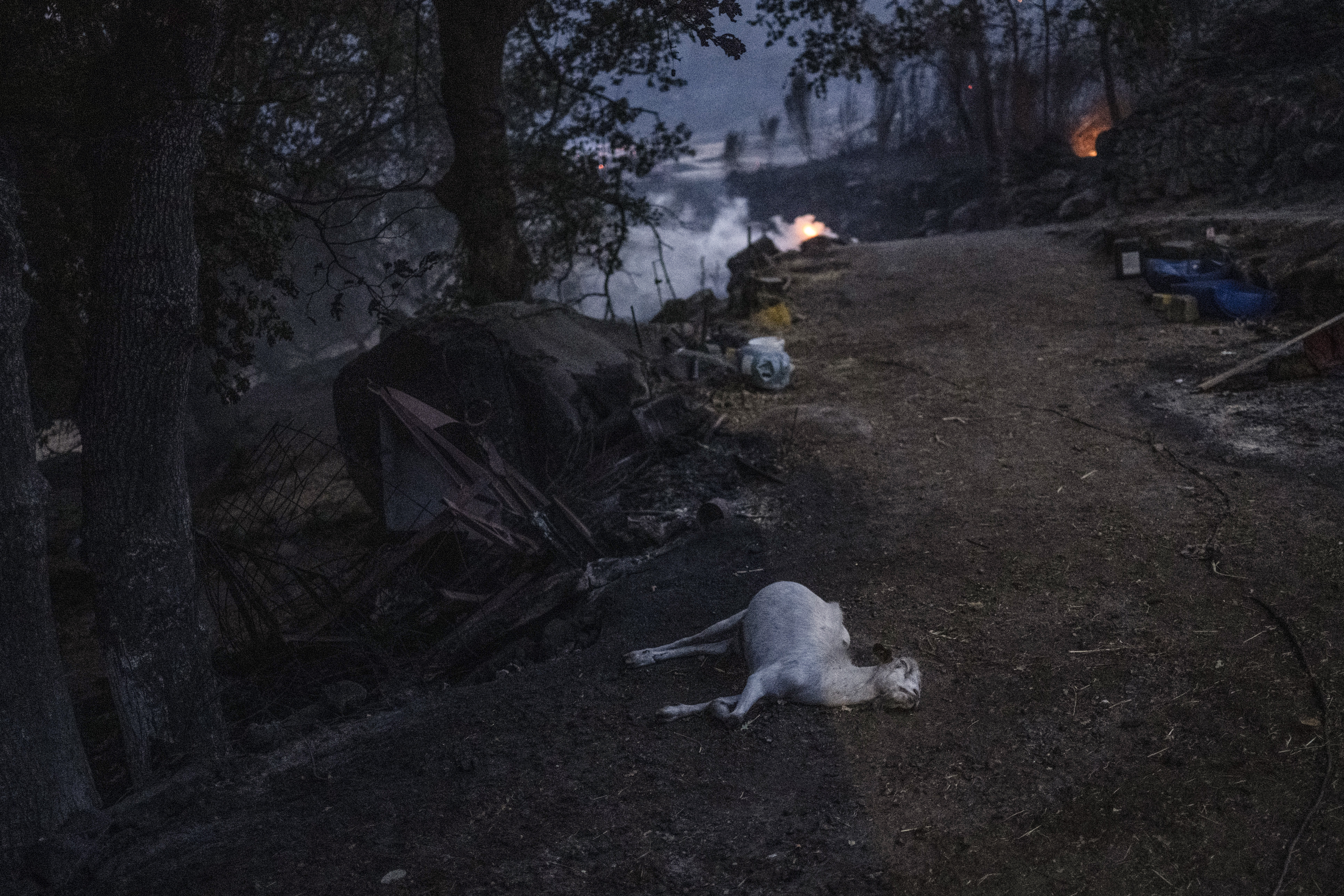 Los animales, las otras víctimas de los incendios