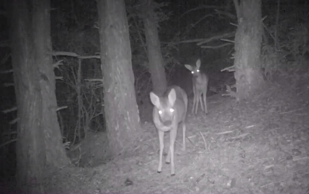 Dejaron una cámara en un bosque durante dos meses para analizar la vida silvestre: esto es lo que ha grabado | Actualidad Cadena SER
