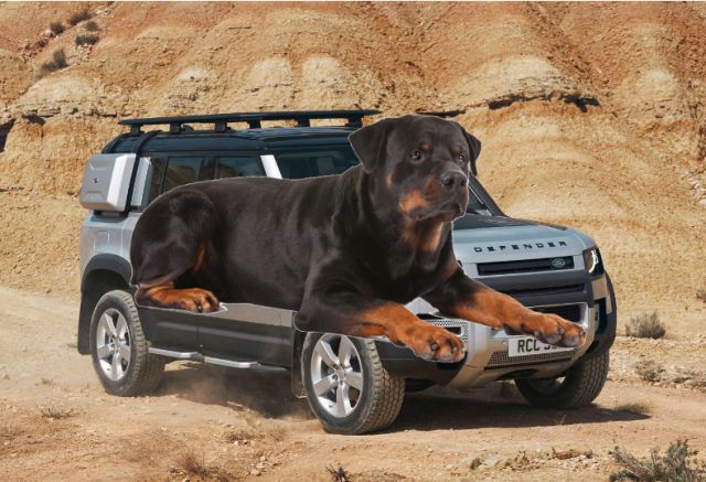 que raza de perro sale en el comercial de land rover