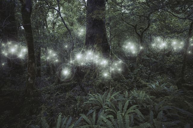 Aseguran que un bosque paranormal está habitado por hadas, duendes