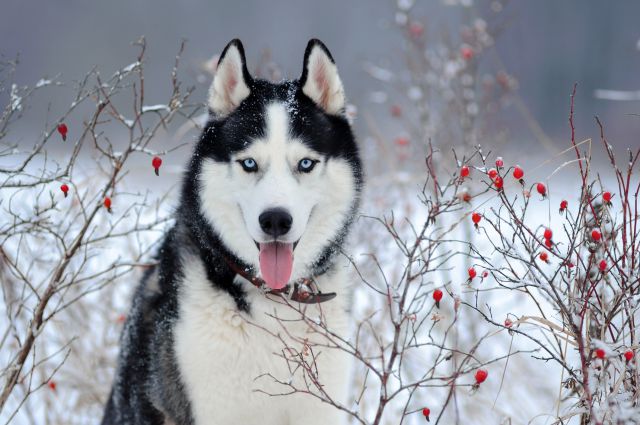 qué es un hábitat natural del husky de alaska