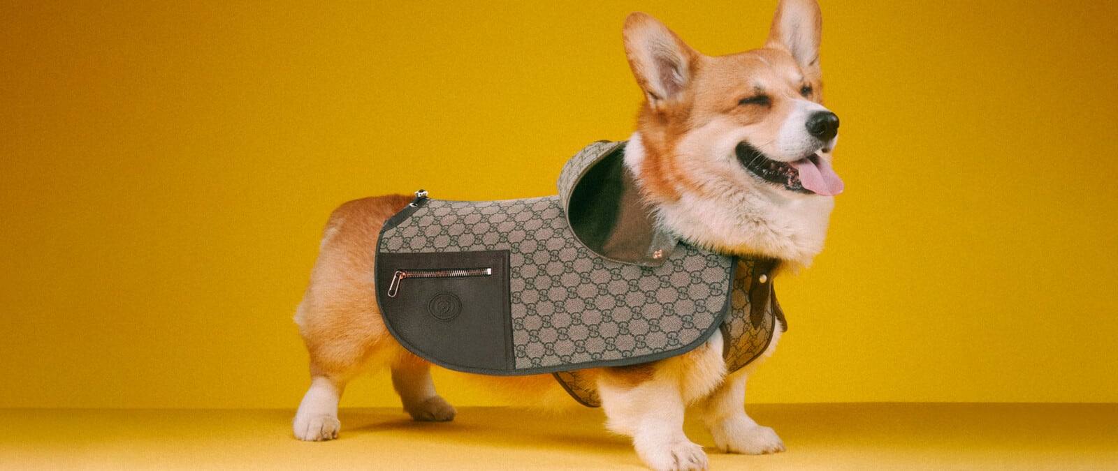 9 Best Designer Dog Clothes & Accessories Brands in 2023