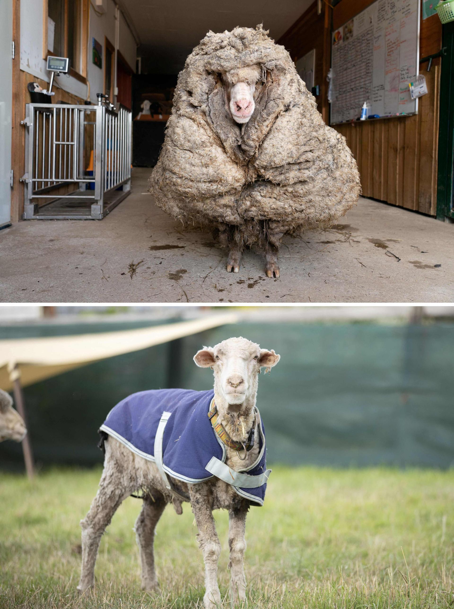 New fleece of life: Sheep has 35kg coat sheared after five years