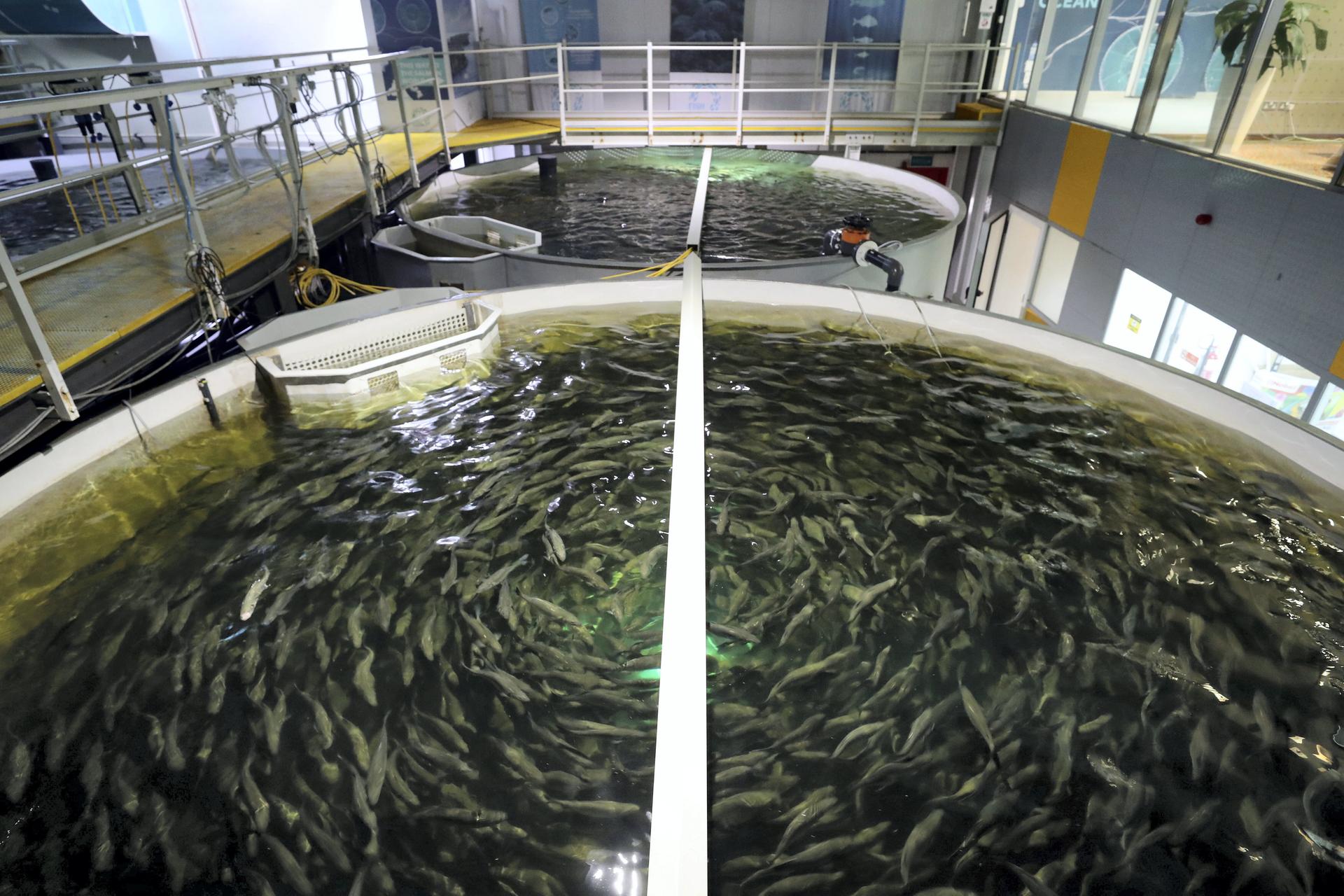 Indoor fish farm brings the freshwater lakes of Scotland to Dubai