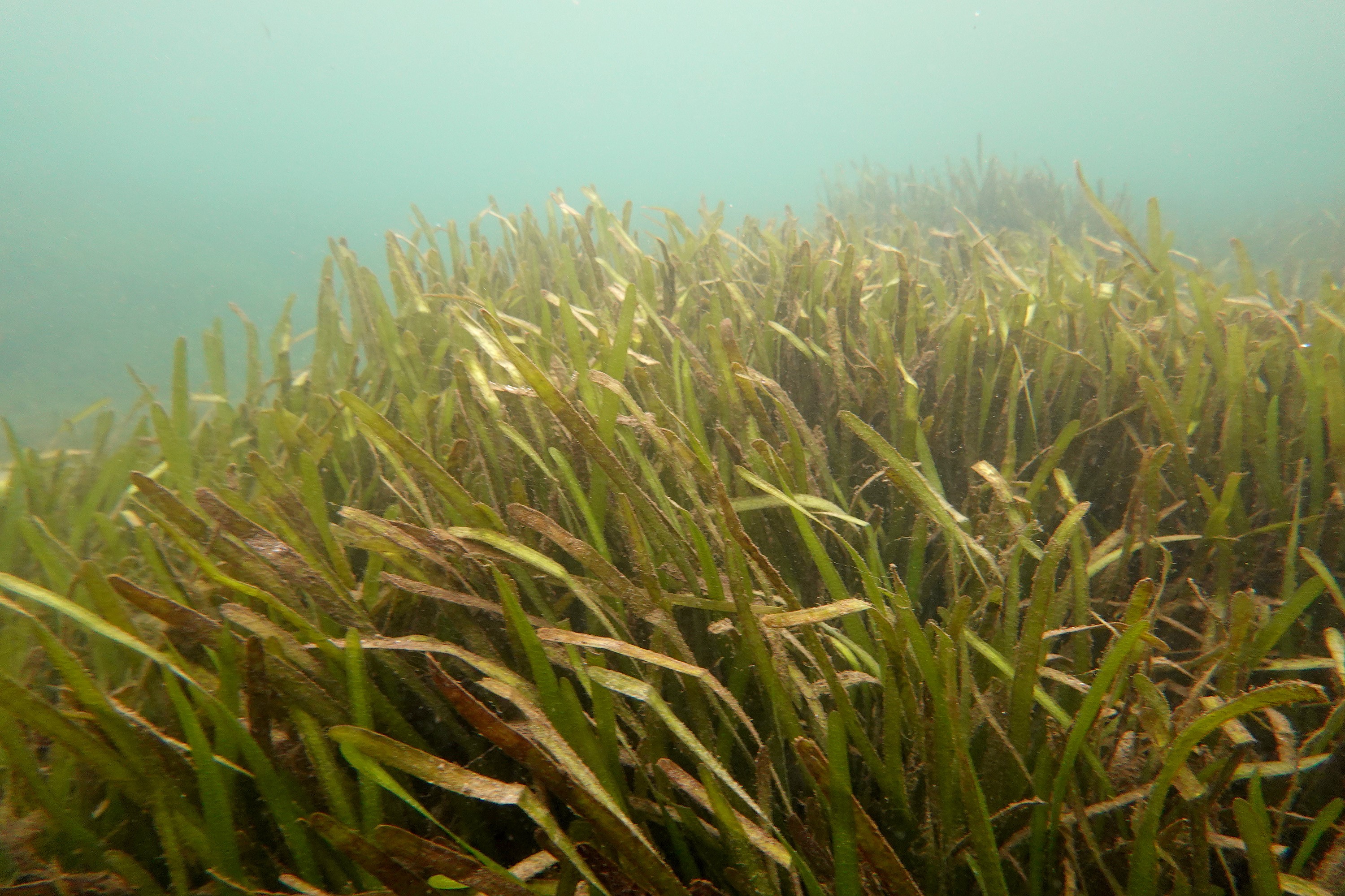 UK scientists lead global study to replace seagrass beds to fight climate  change