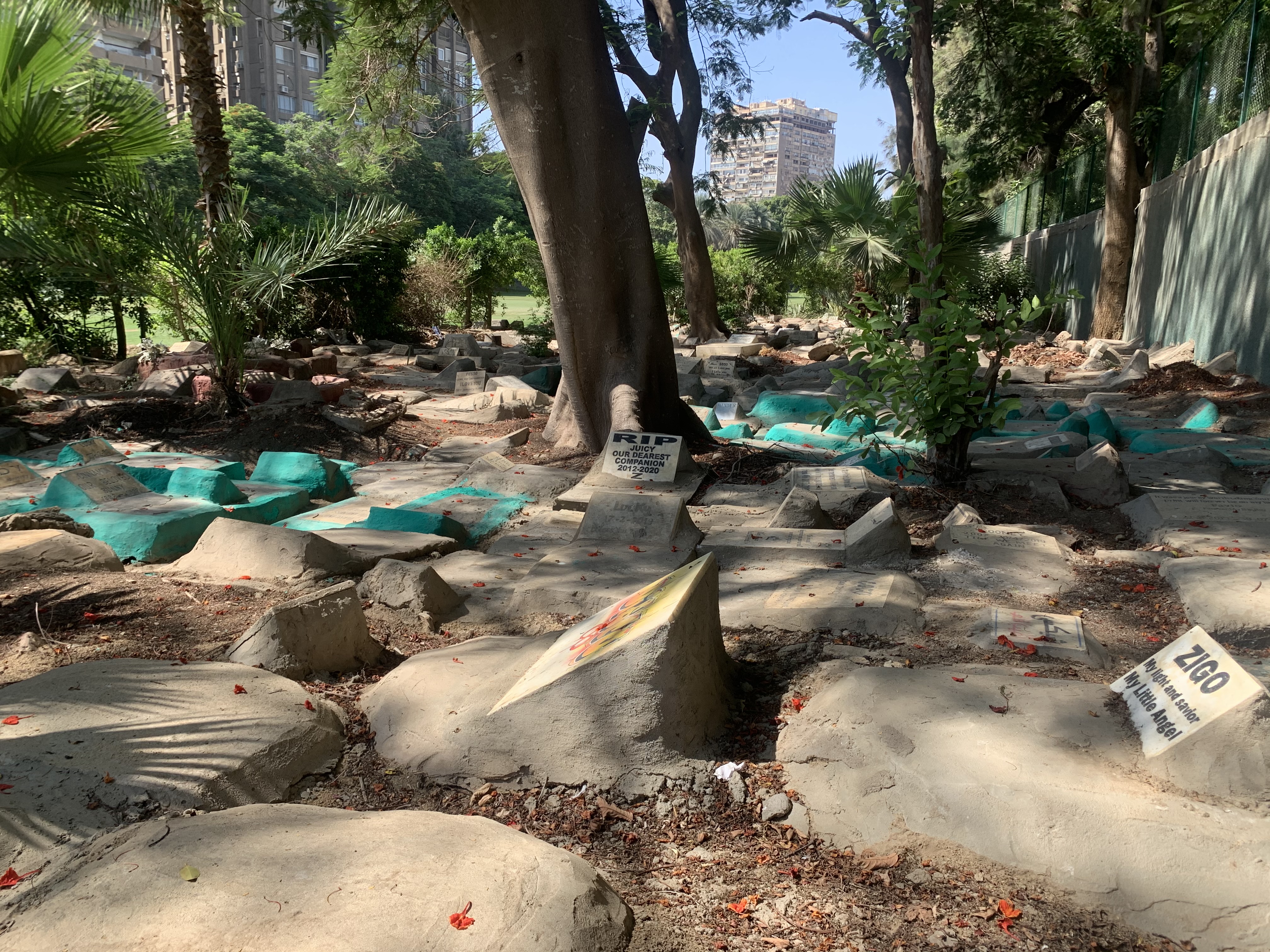 Cairo's only known pet cemetery is a symbol of love and remembrance | The National