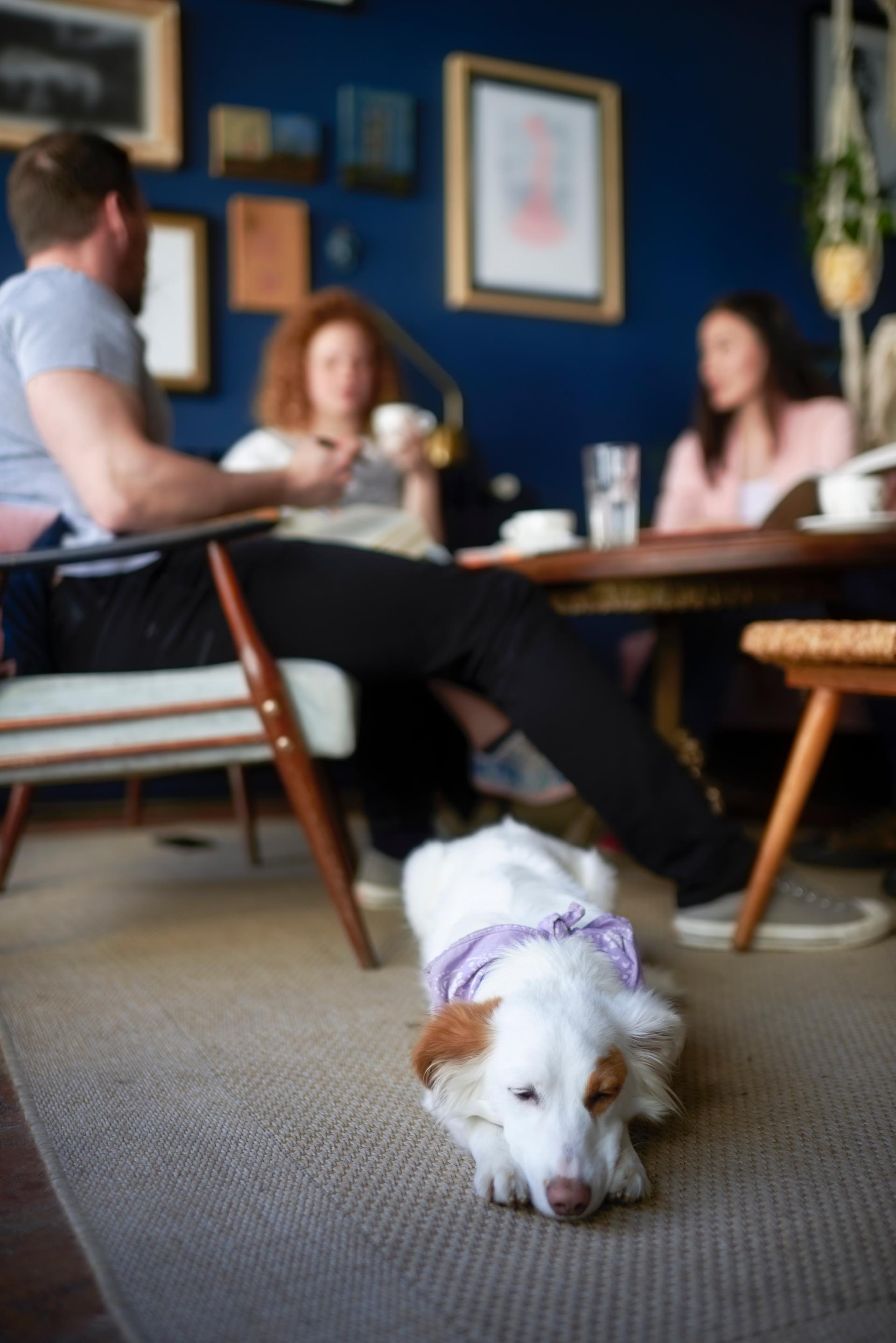 Cafes that allow dogs inside deals near me