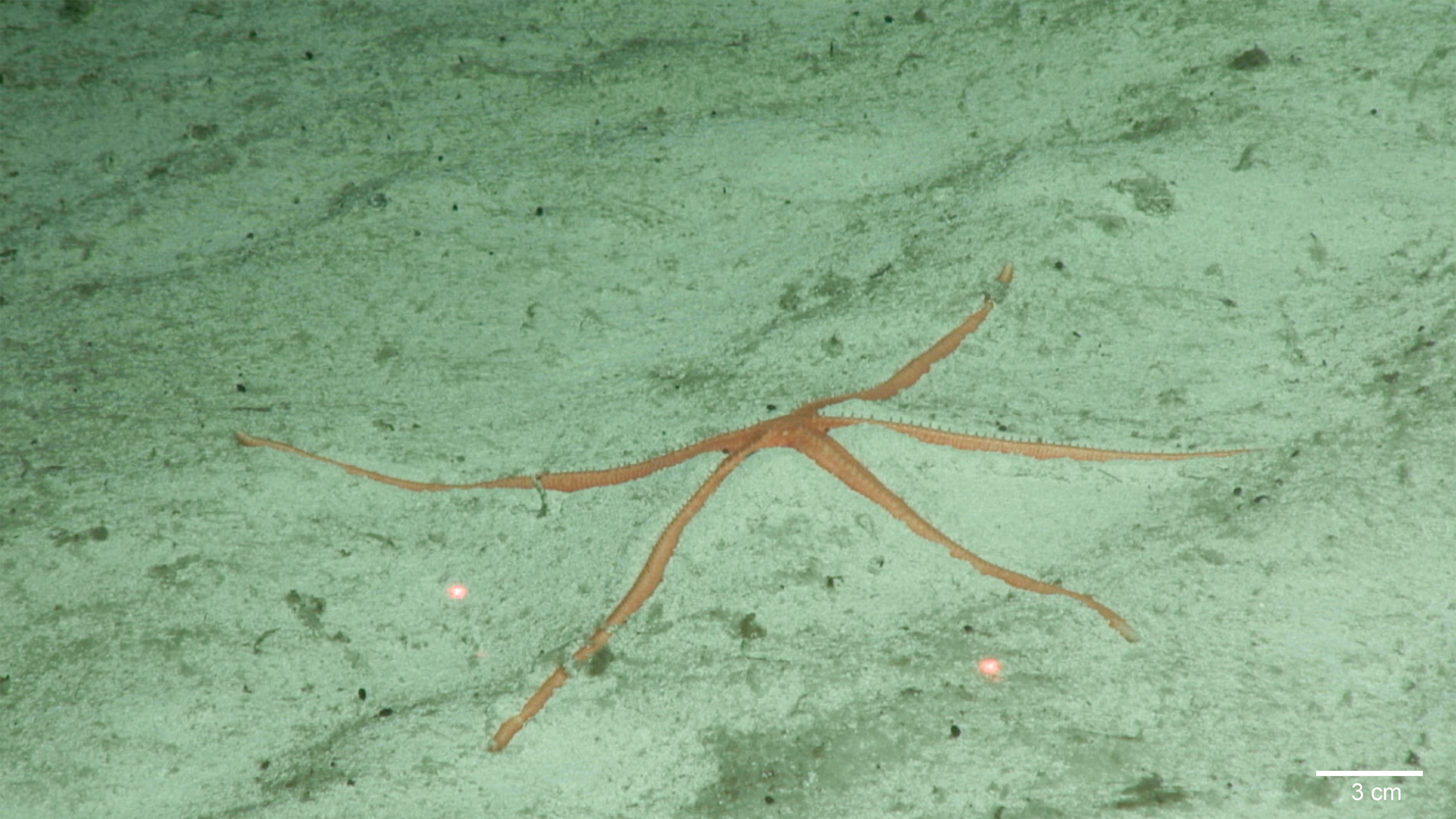 A deep-sea robot may have discovered more than 100 new species - The  Washington Post