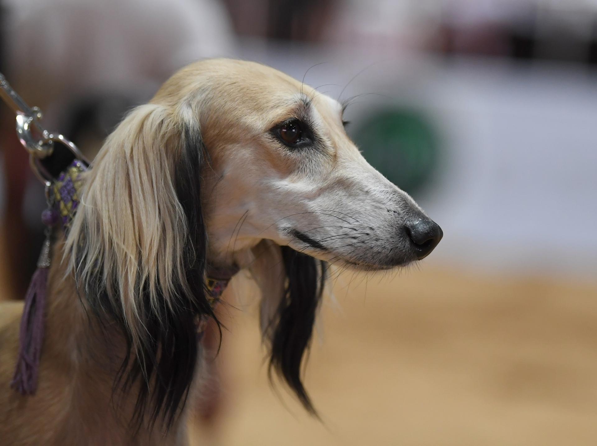 Arabian saluki hot sale