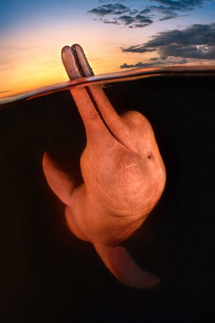 Perfectly timed image of rare pink river dolphin wins underwater photography
