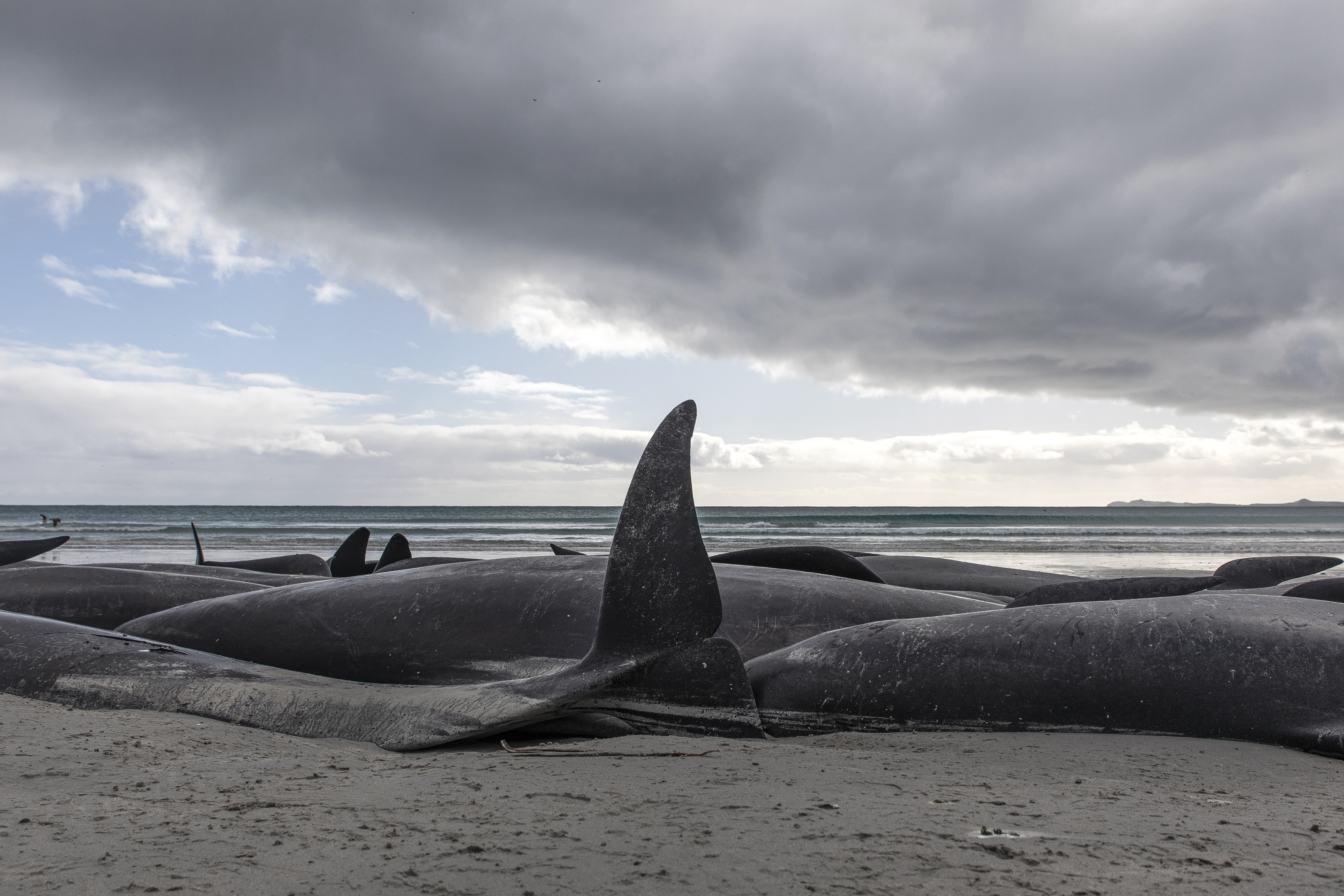 PHOTOS: Super Pod of 200 Pilot Whales Die in Mass Stranding in Australia