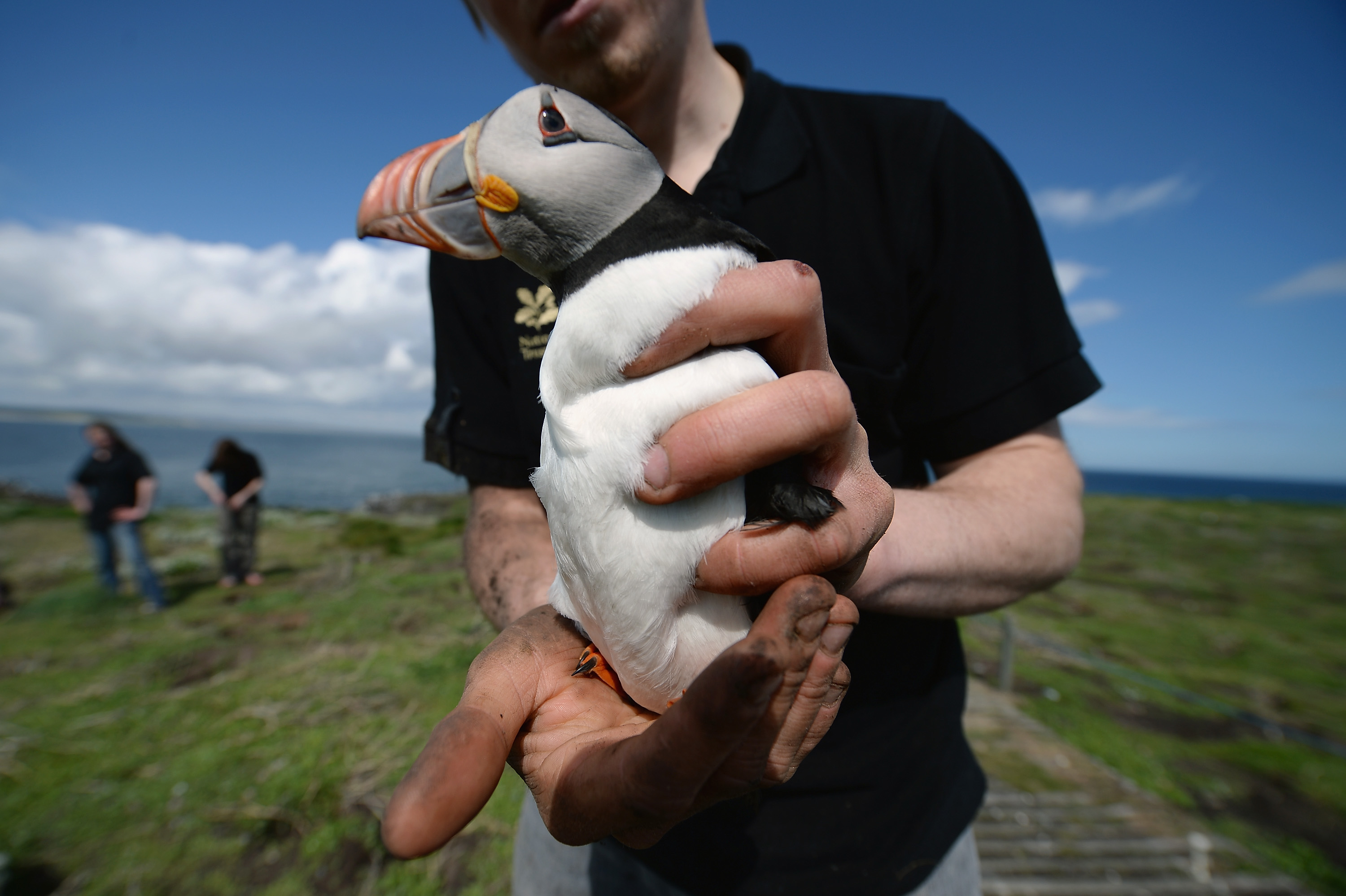 A bellwether of climate change, puffins are struggling to survive