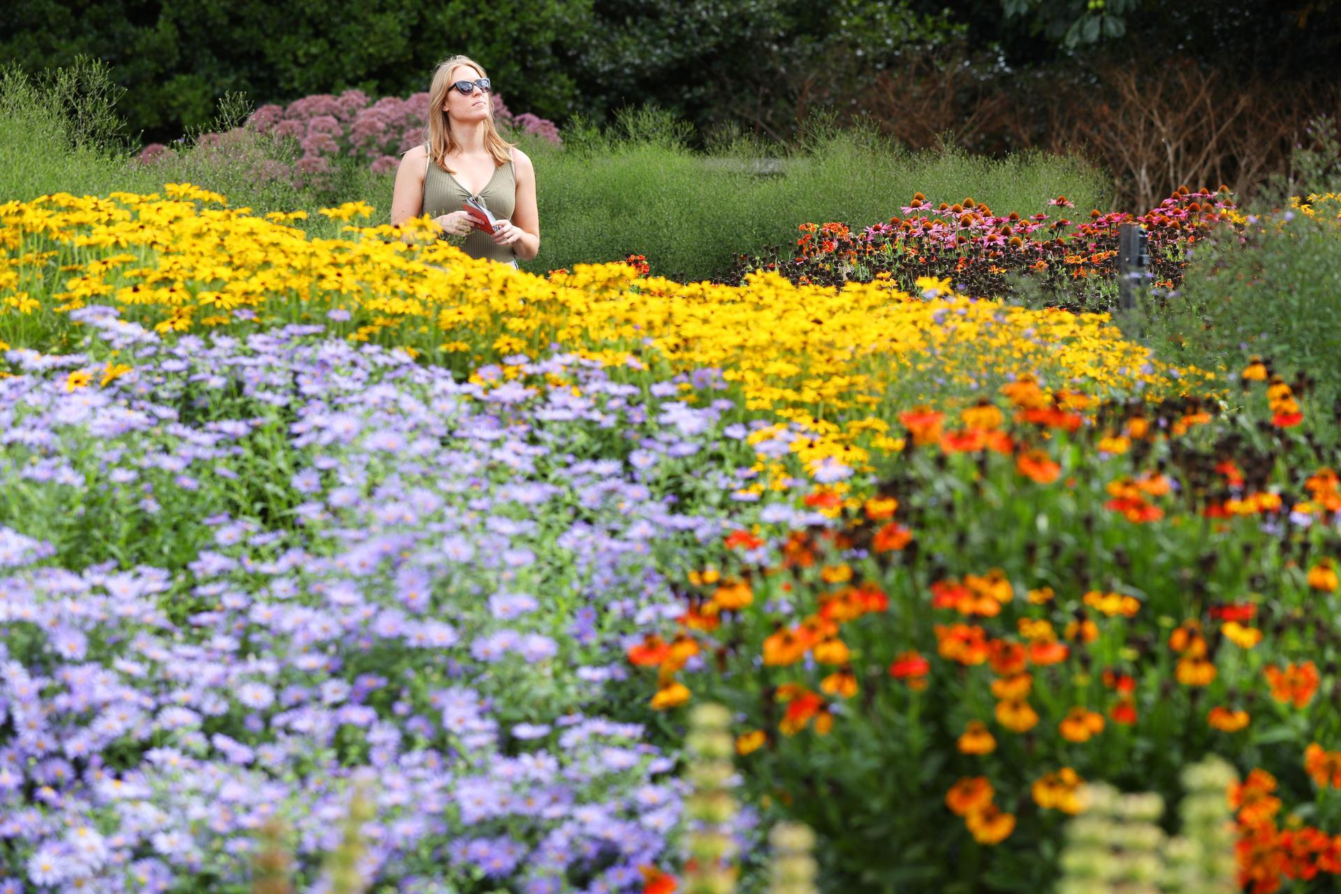 A visitor walk past beds of asterids in the Agius Evolution garden within Kew Gardens, London. Getty