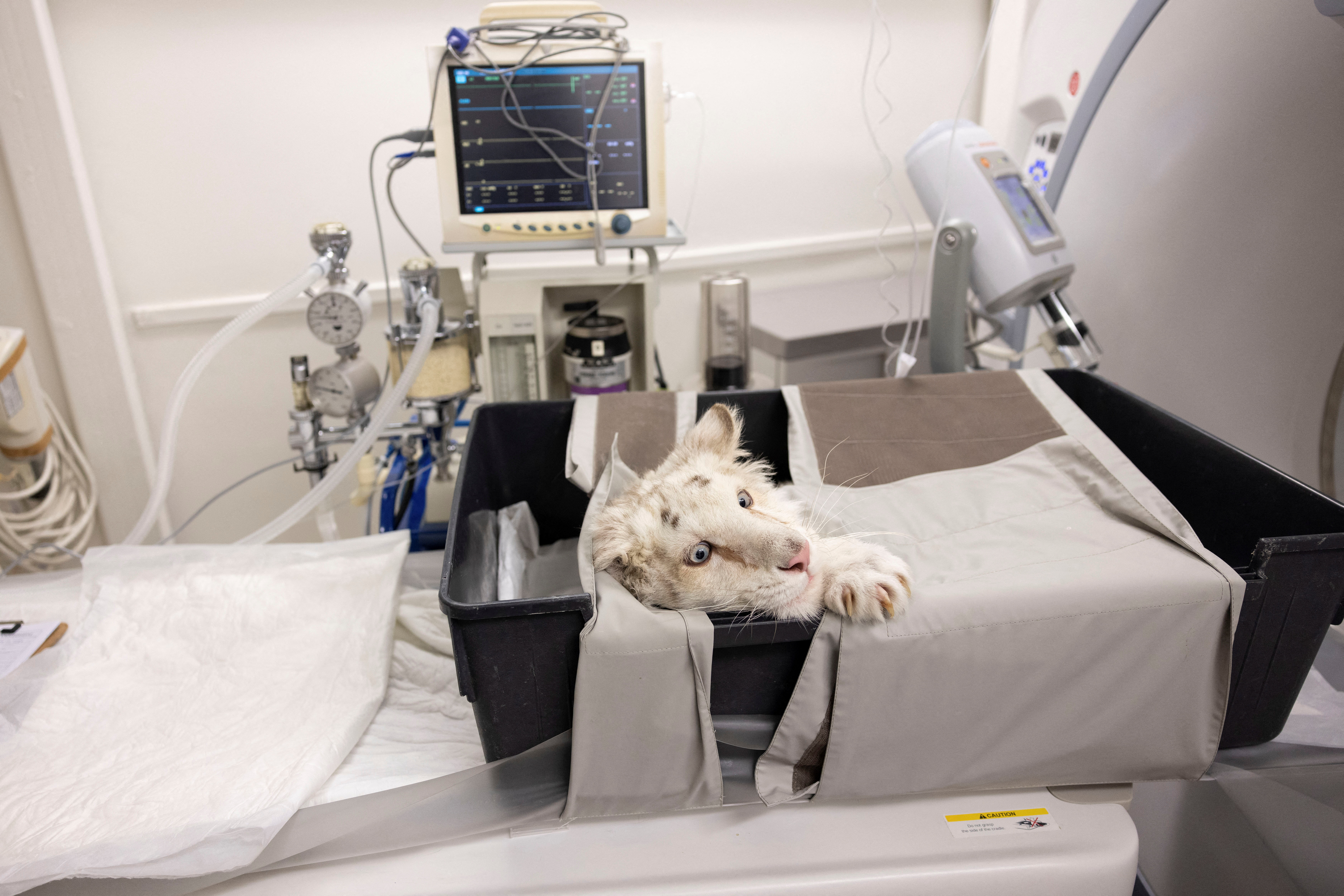 Three-month-old white tiger cub found abandoned in rubbish bin outside  Athens zoo - ABC News