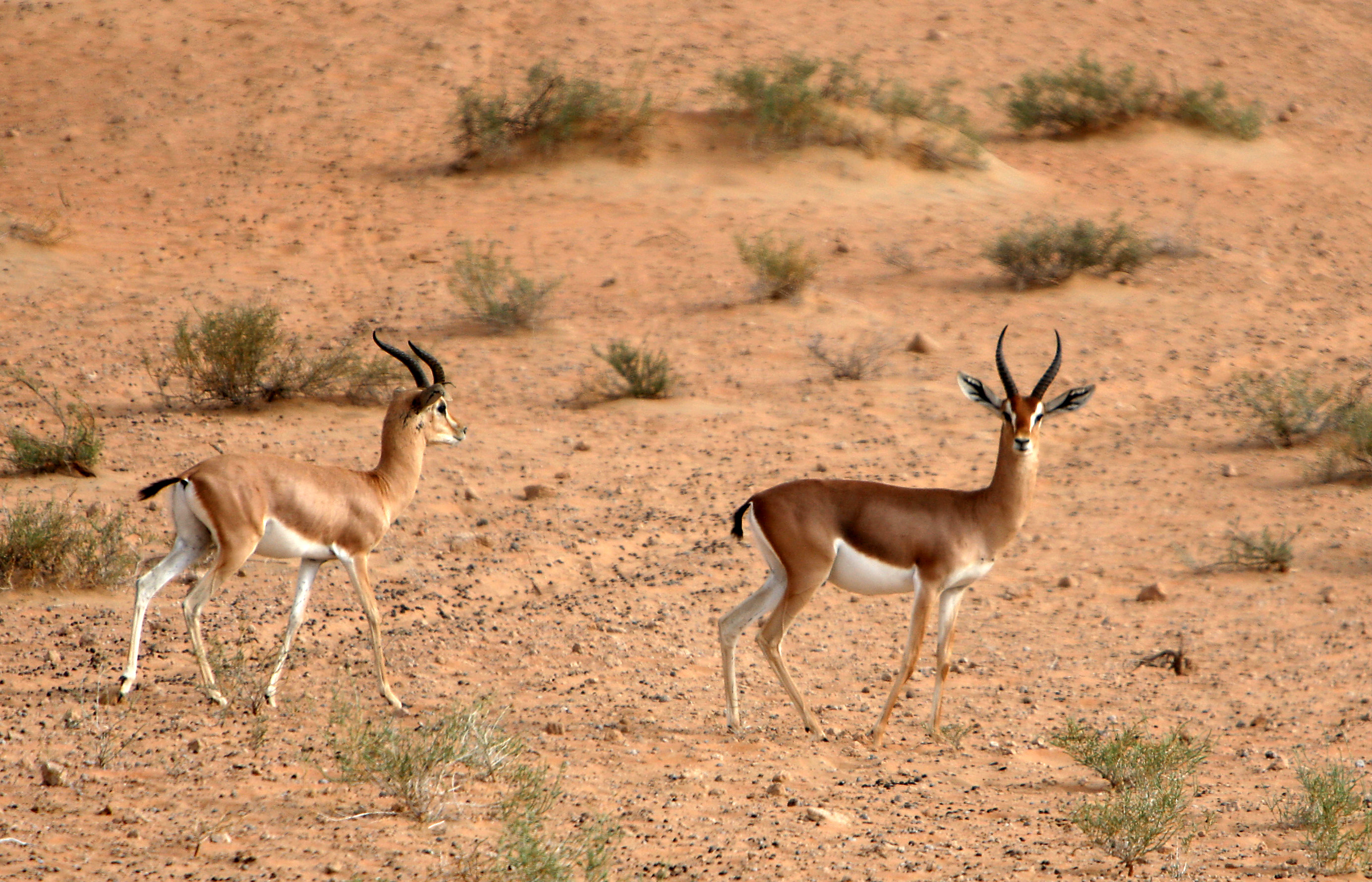 UAE says almost half of all mammals in the country are endangered