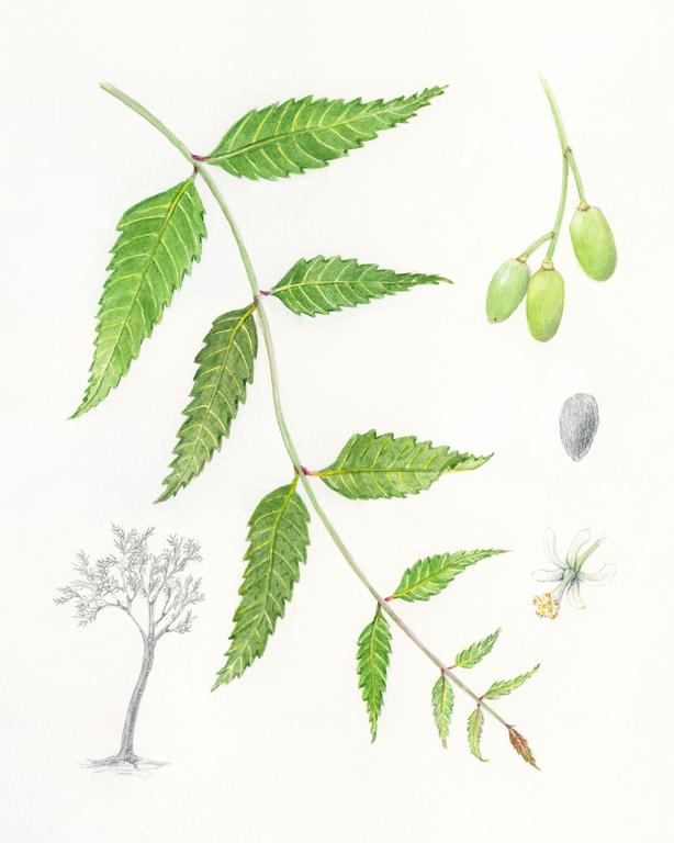 Hand drawn digital image of neem sprig. Eps horizontal vintage pattern.  Line sketch silhouette of plant on transparent background. Stock Vector |  Adobe Stock