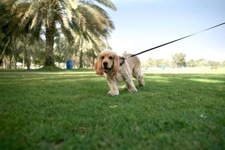 how can i get dog passport in dubai