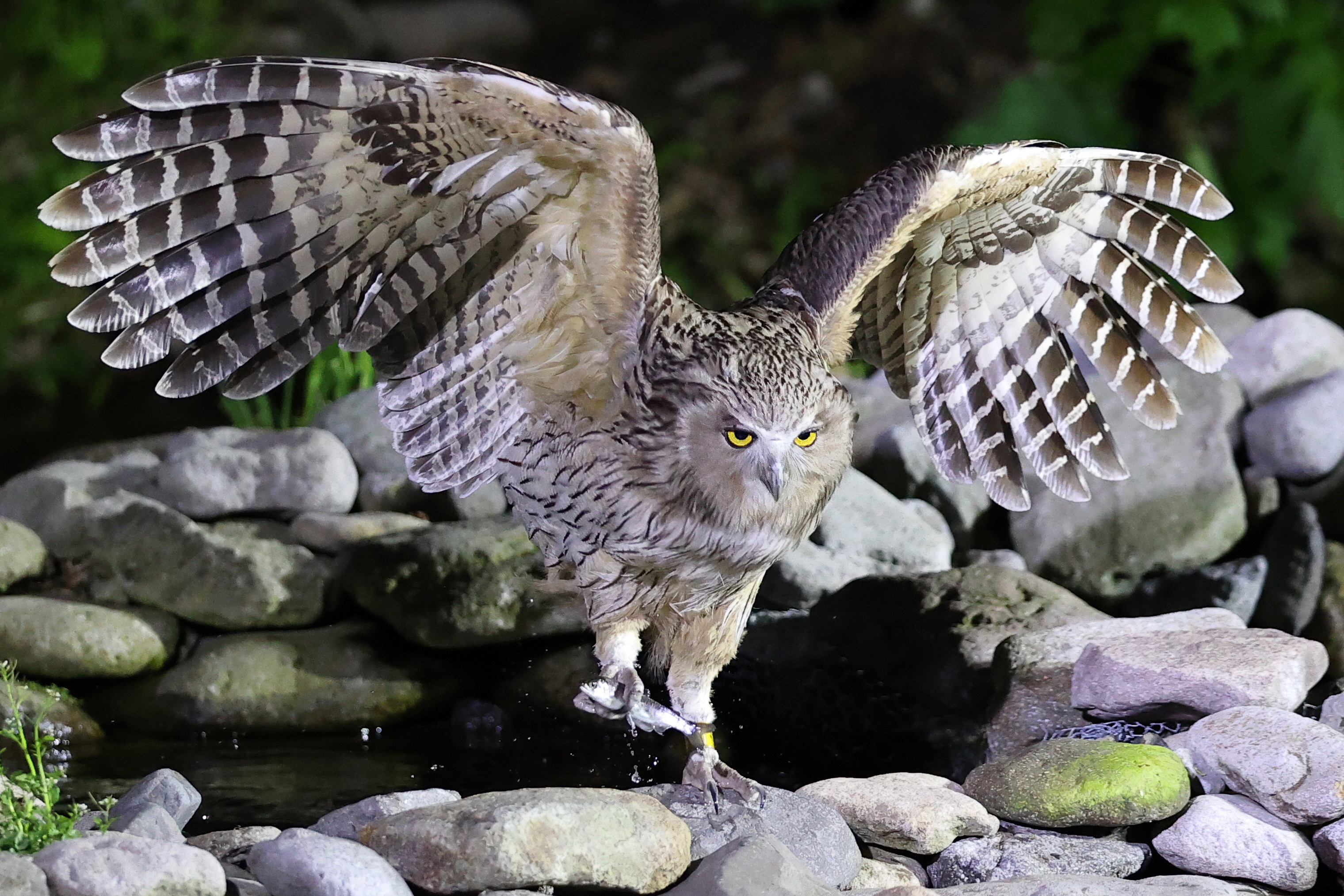 A Blakiston's fish owl flies off with a fish in a forest in Hokkaido, northern Japan. It is the largest owl species in Japan, with a wing-span of 180cm. EPA
