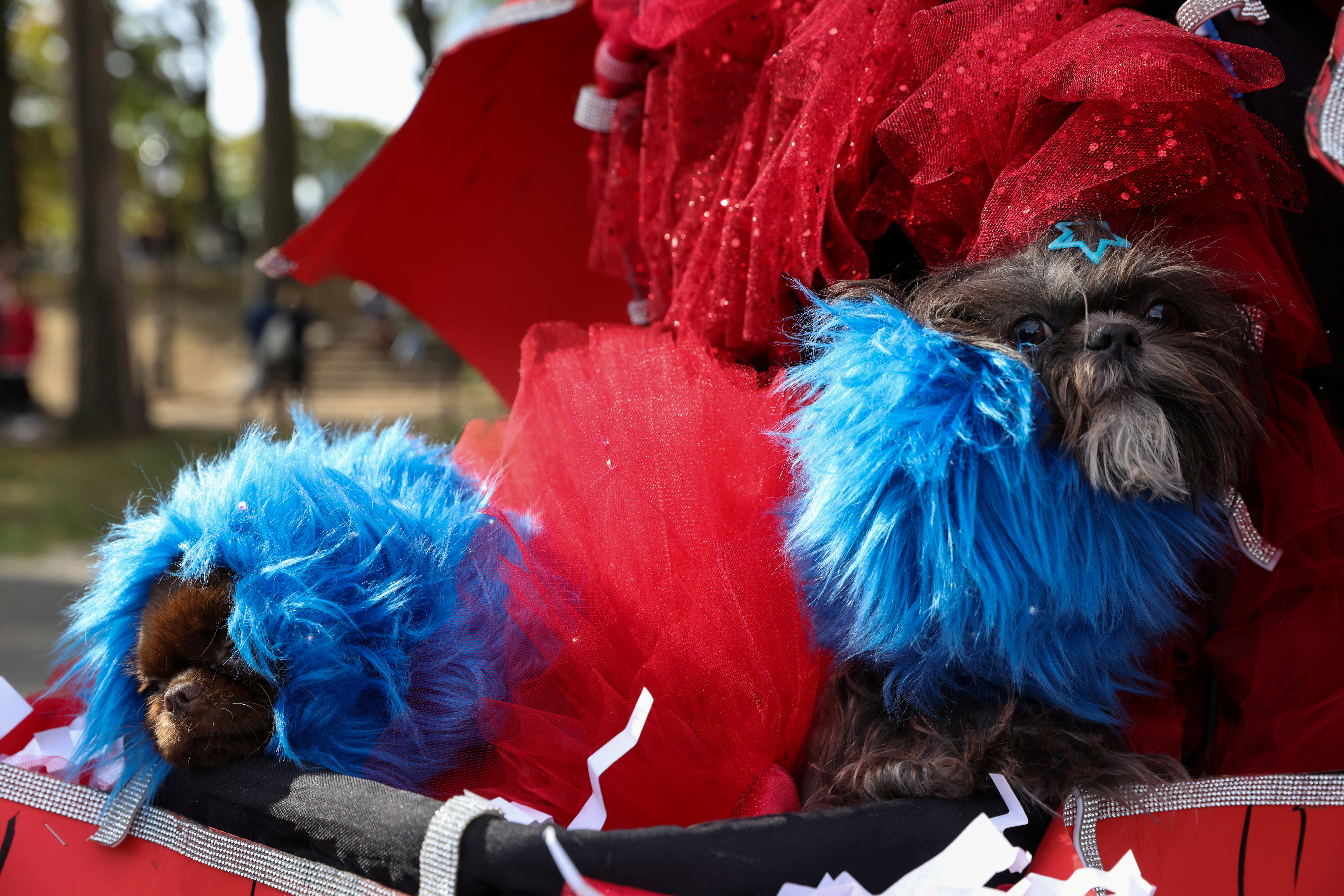 Costumed pooches take over Tompkins Square Dog Halloween Parade