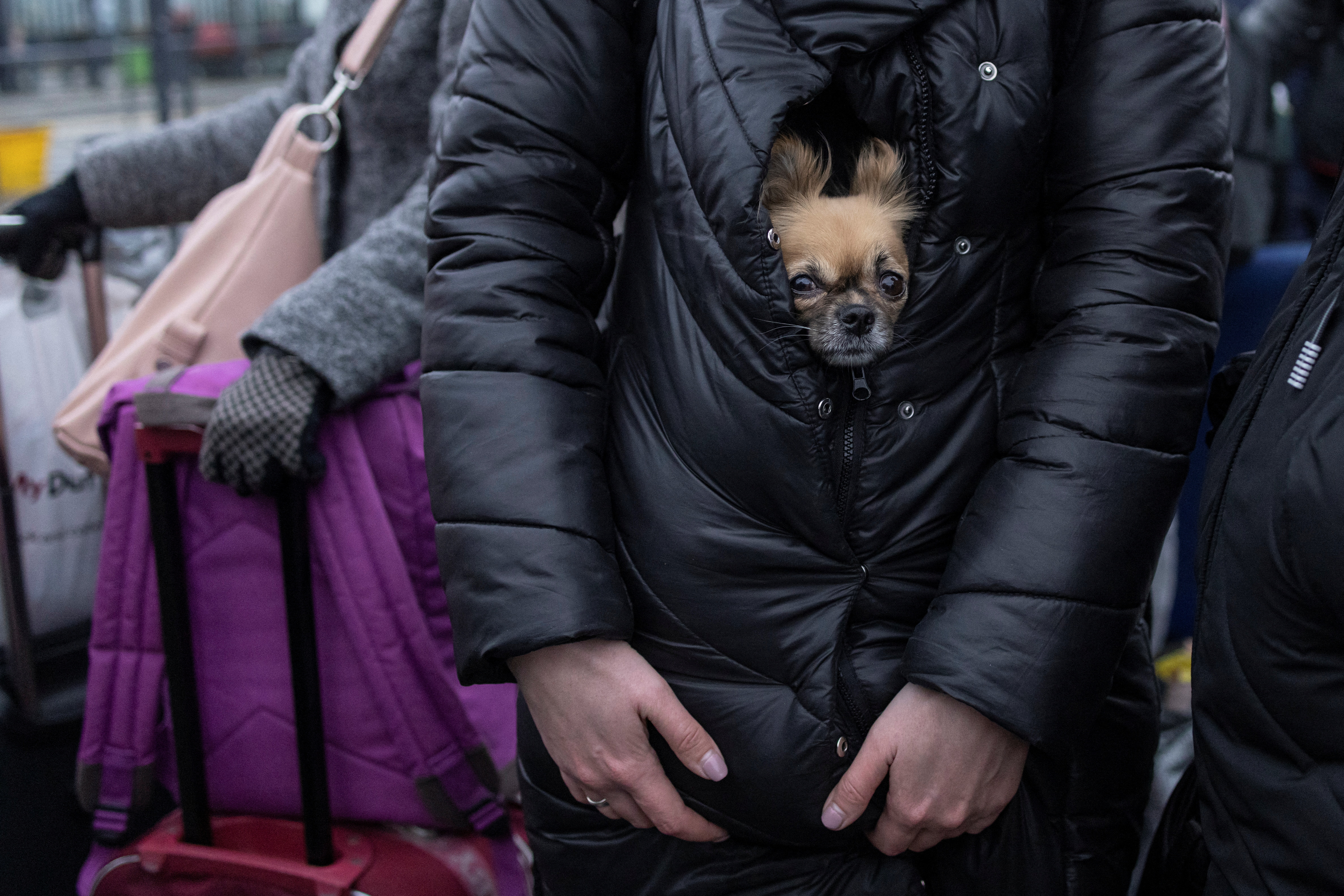 A refugee holds her dog as they wait for trains to Poland in Lviv, Ukraine. Reuters