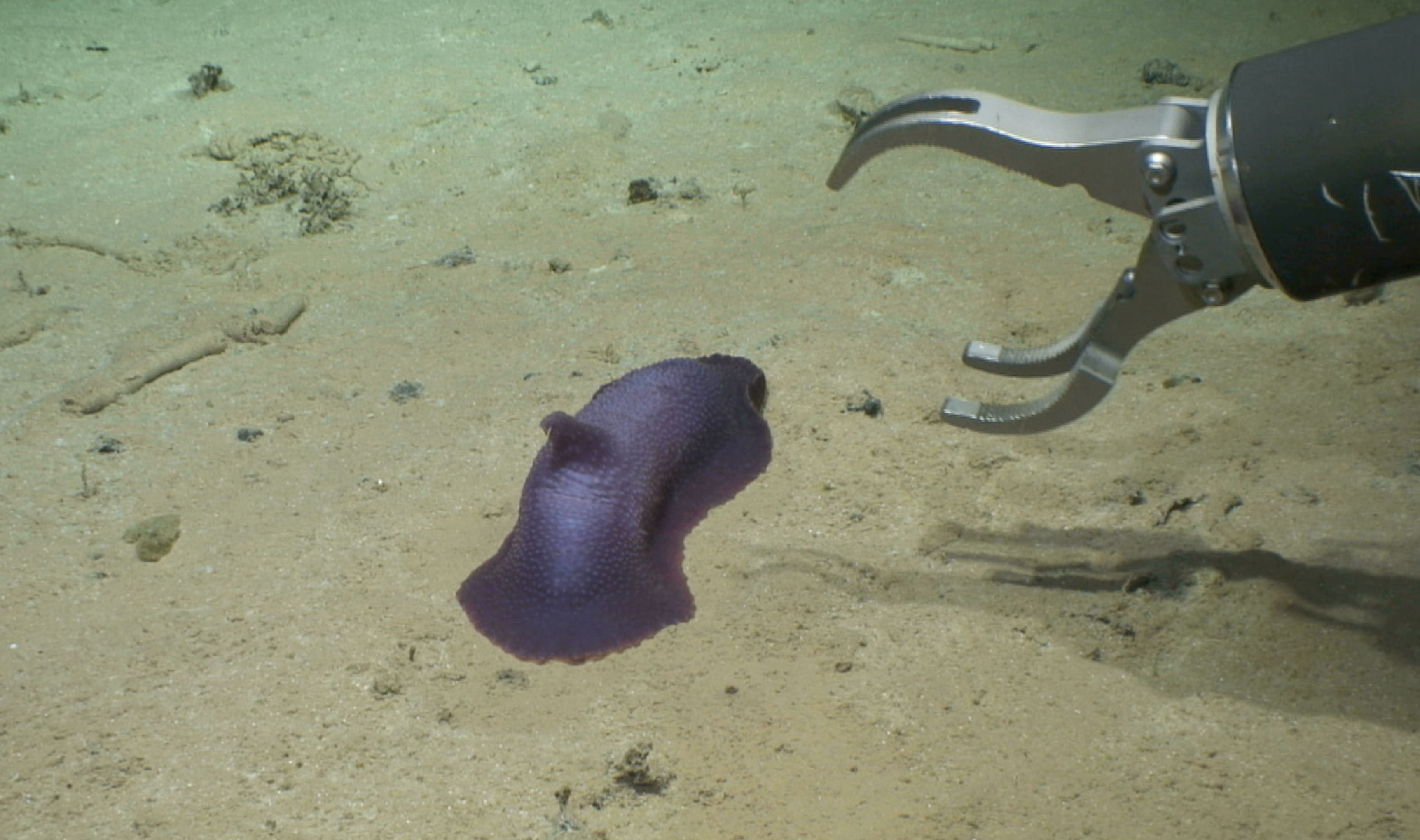 Robots discover 39 new species at the bottom of the ocean
