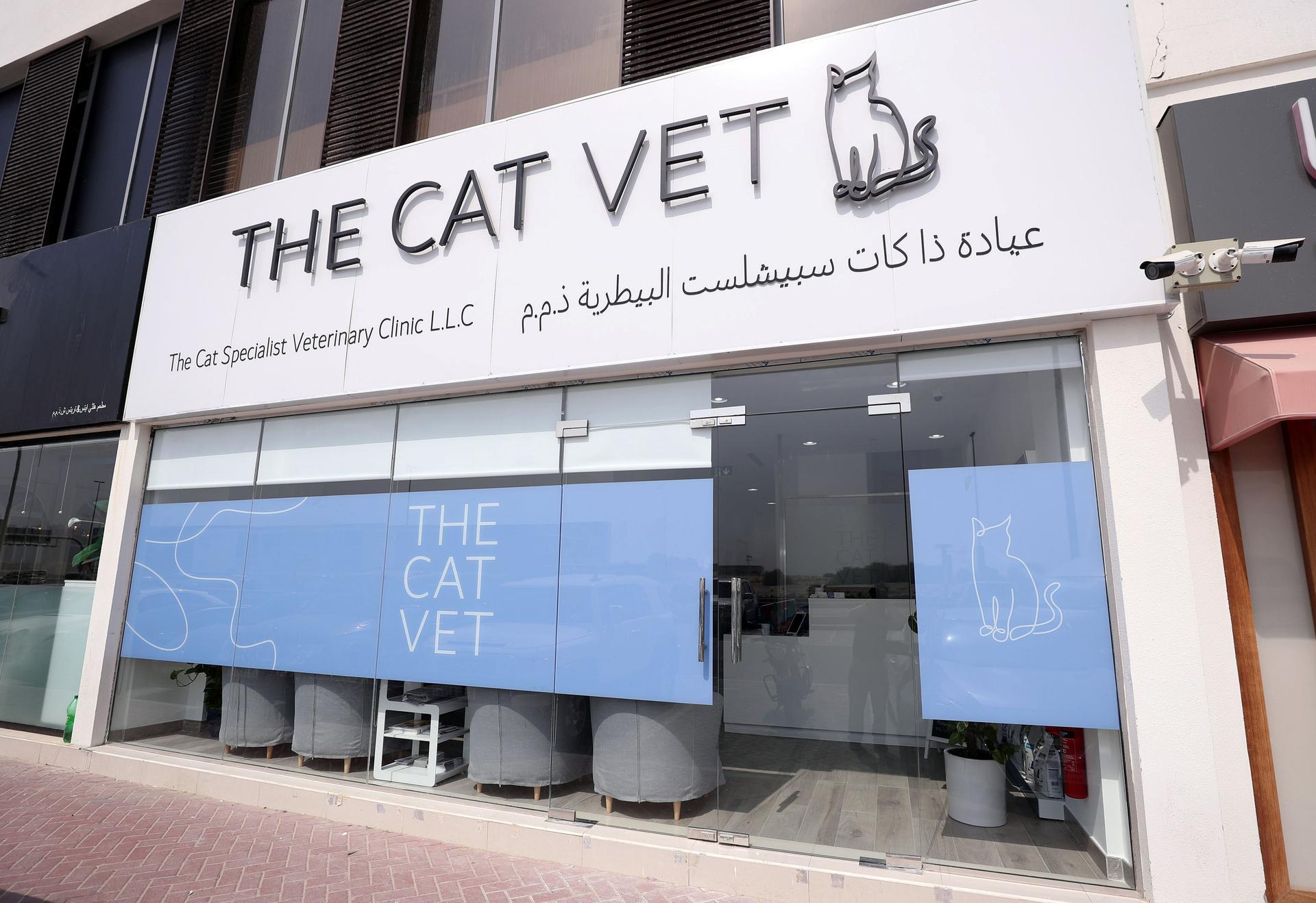 Cat best sale specialist vet