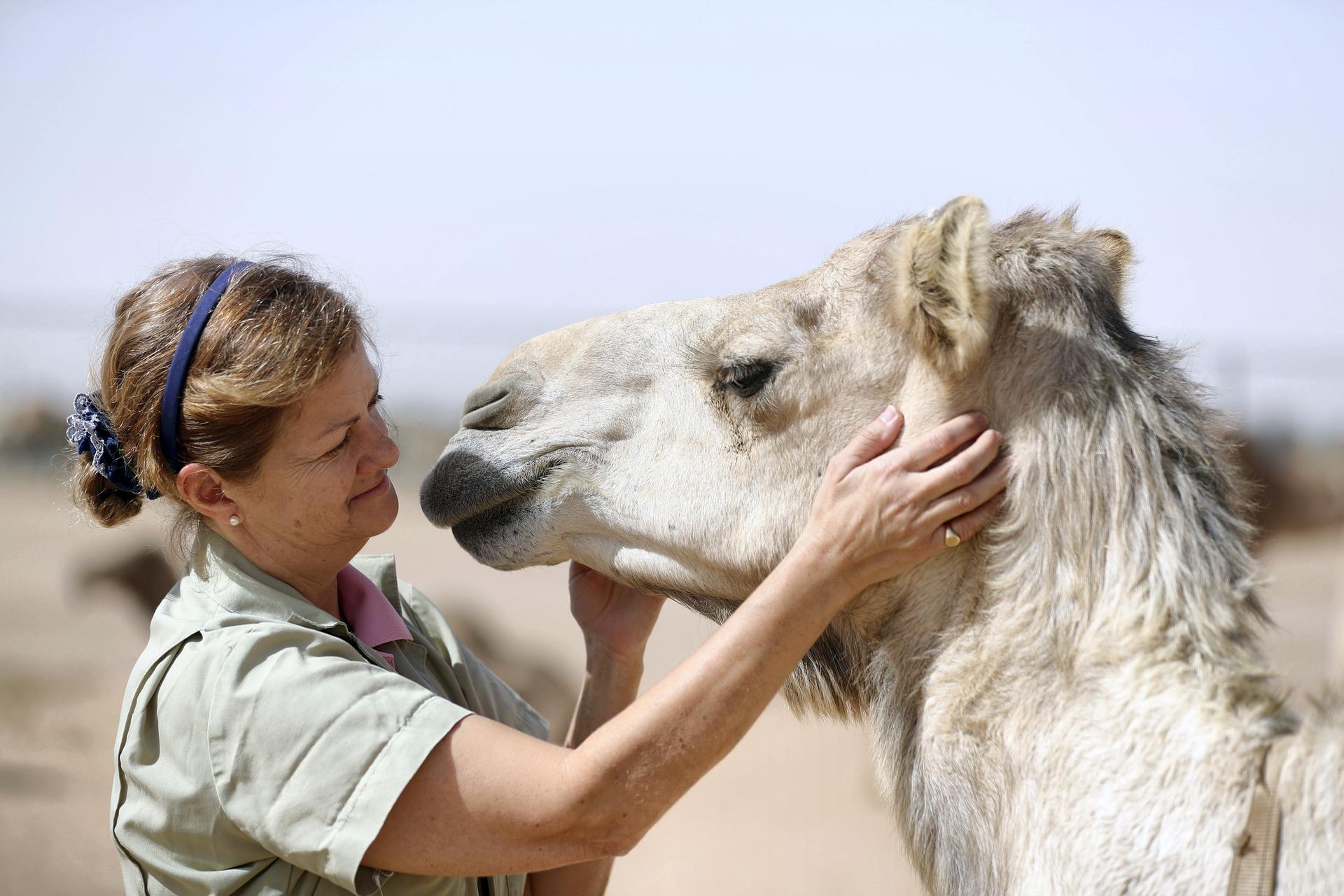 Hope for artificial insemination in camels as females in Dubai set to give  birth | The National