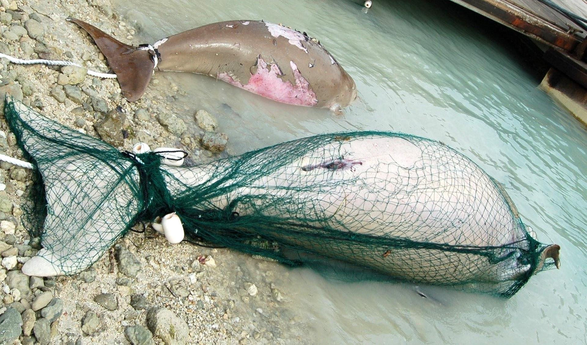 dugong fishing net Kangdun Collapsible Fish Keeping - Rubberized Mesh Basket - Foldable Fish Live Well for Dock & Kayak Dugong, dugoing, du...gone? | Blog