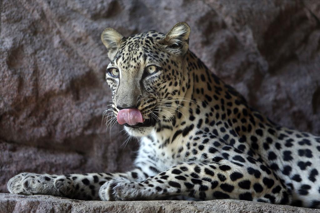 Sharjah breeding centre saves Arabian leopard from brink of extinction |  The National