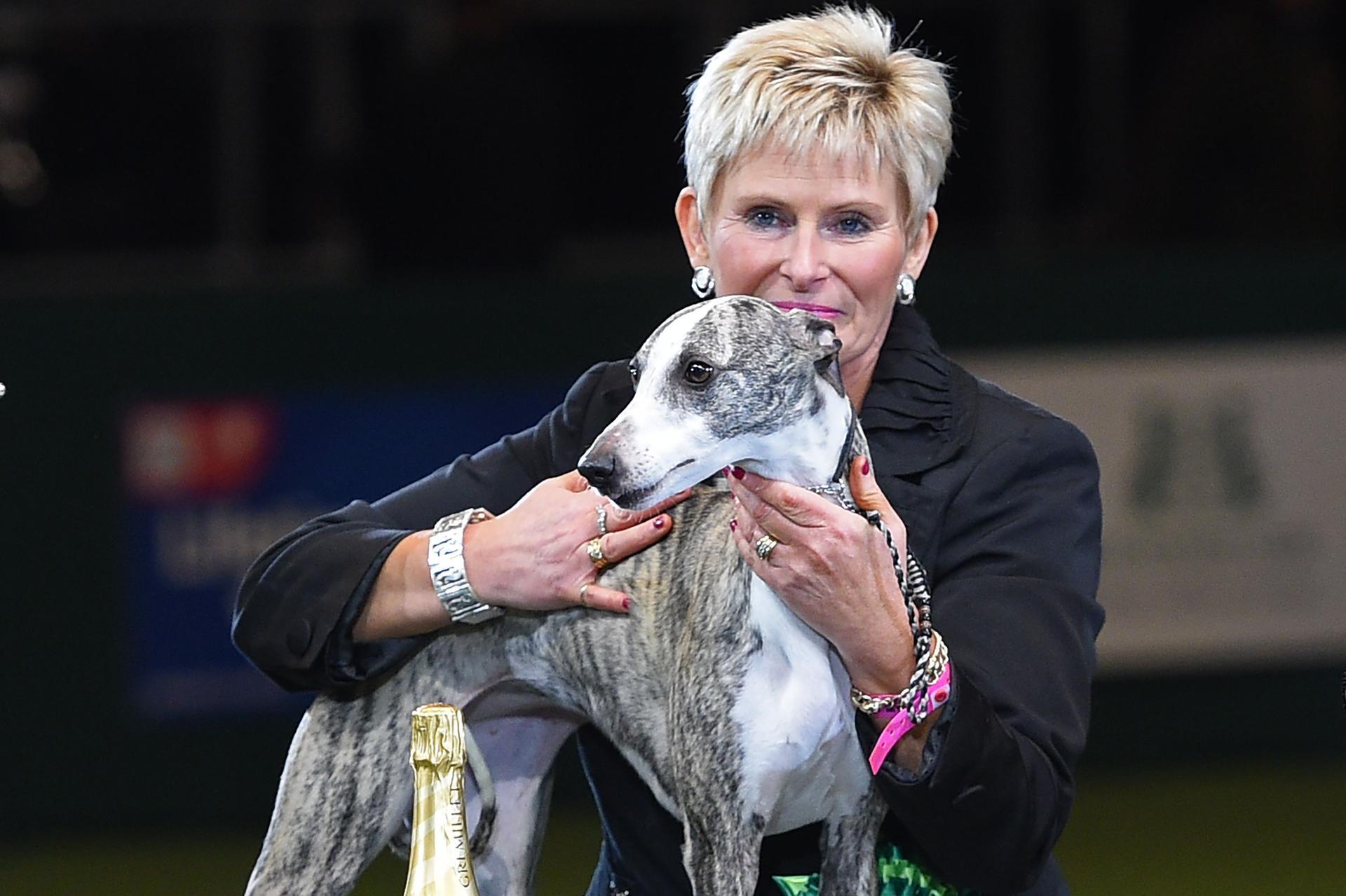 Whippet crufts sale breed