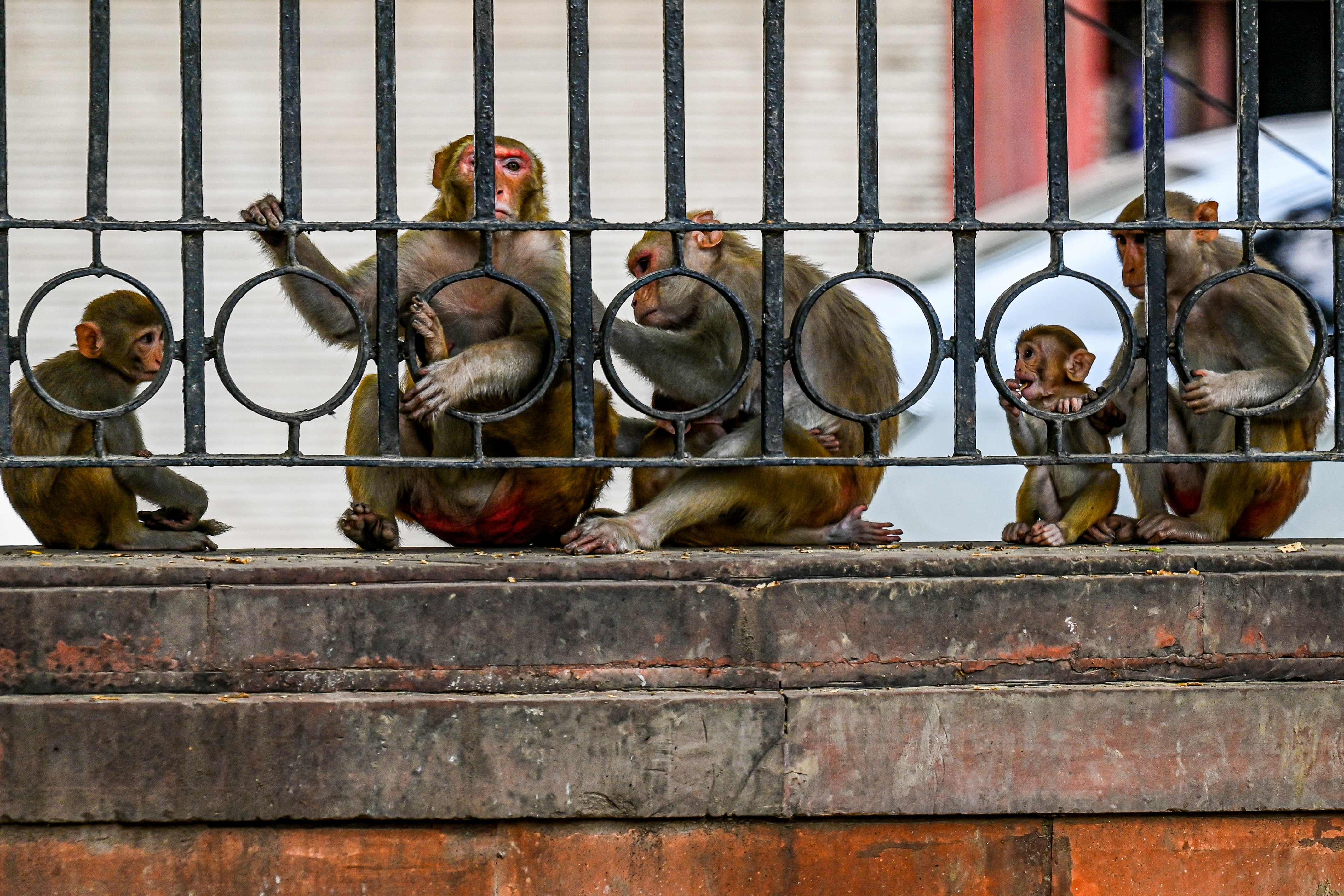 G20 summit's plan to scare off monkeys by mimicking their 'natural