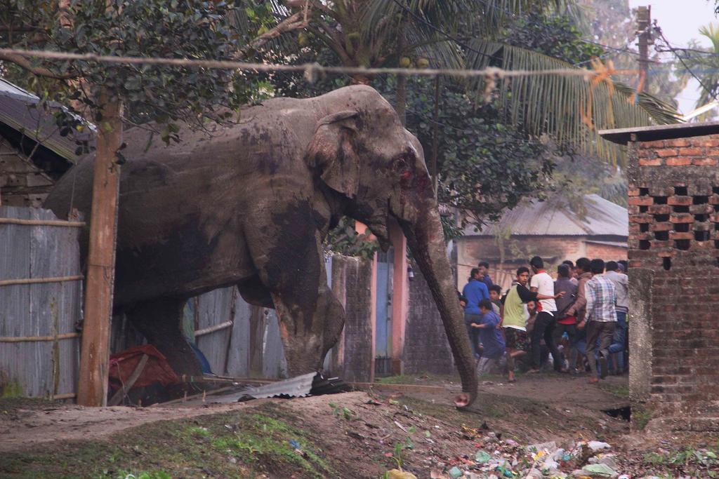 Elephant kills woman in India and returns to trample body on pyre | The  National