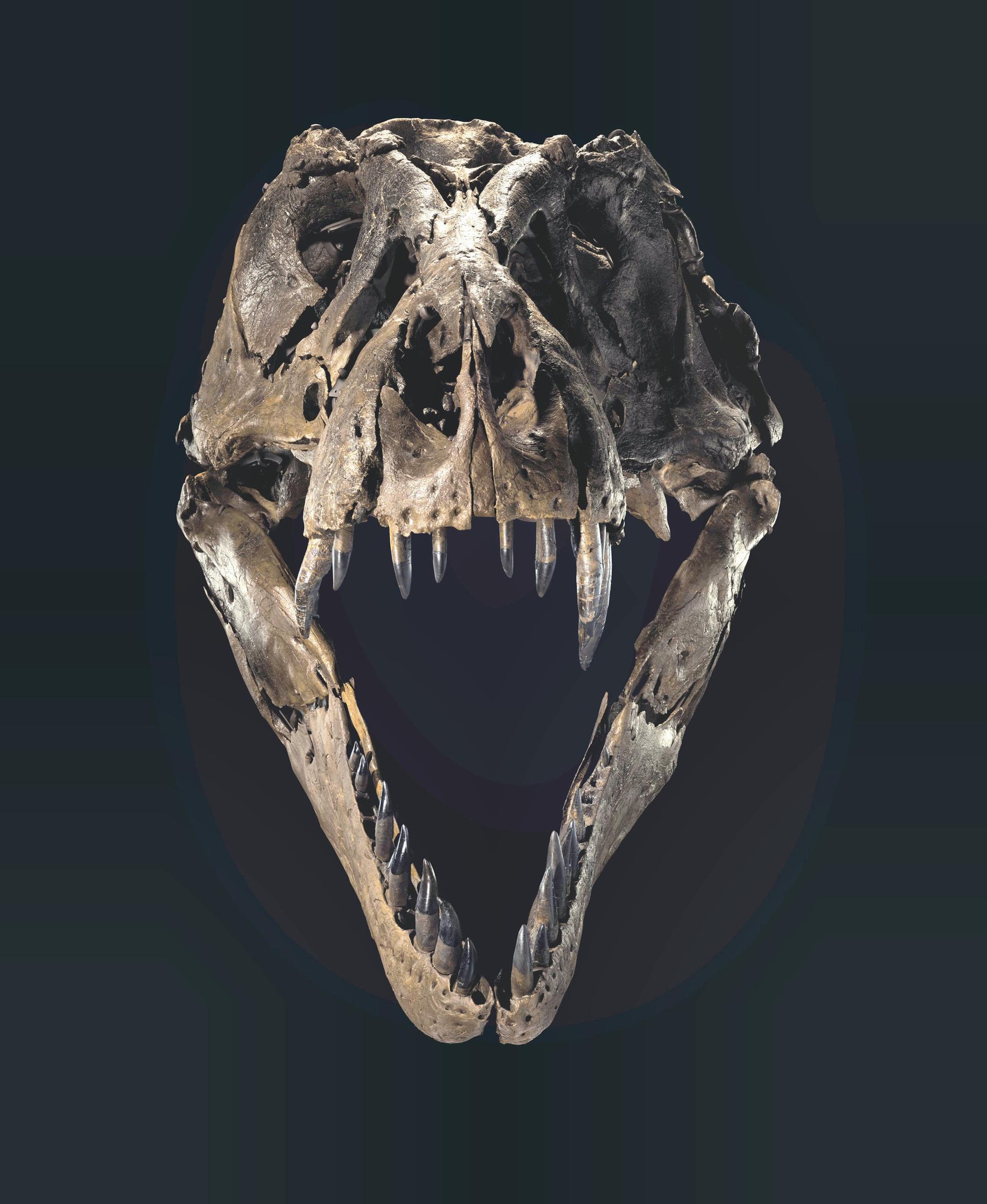 T. rex skull up for auction, could fetch $20 million