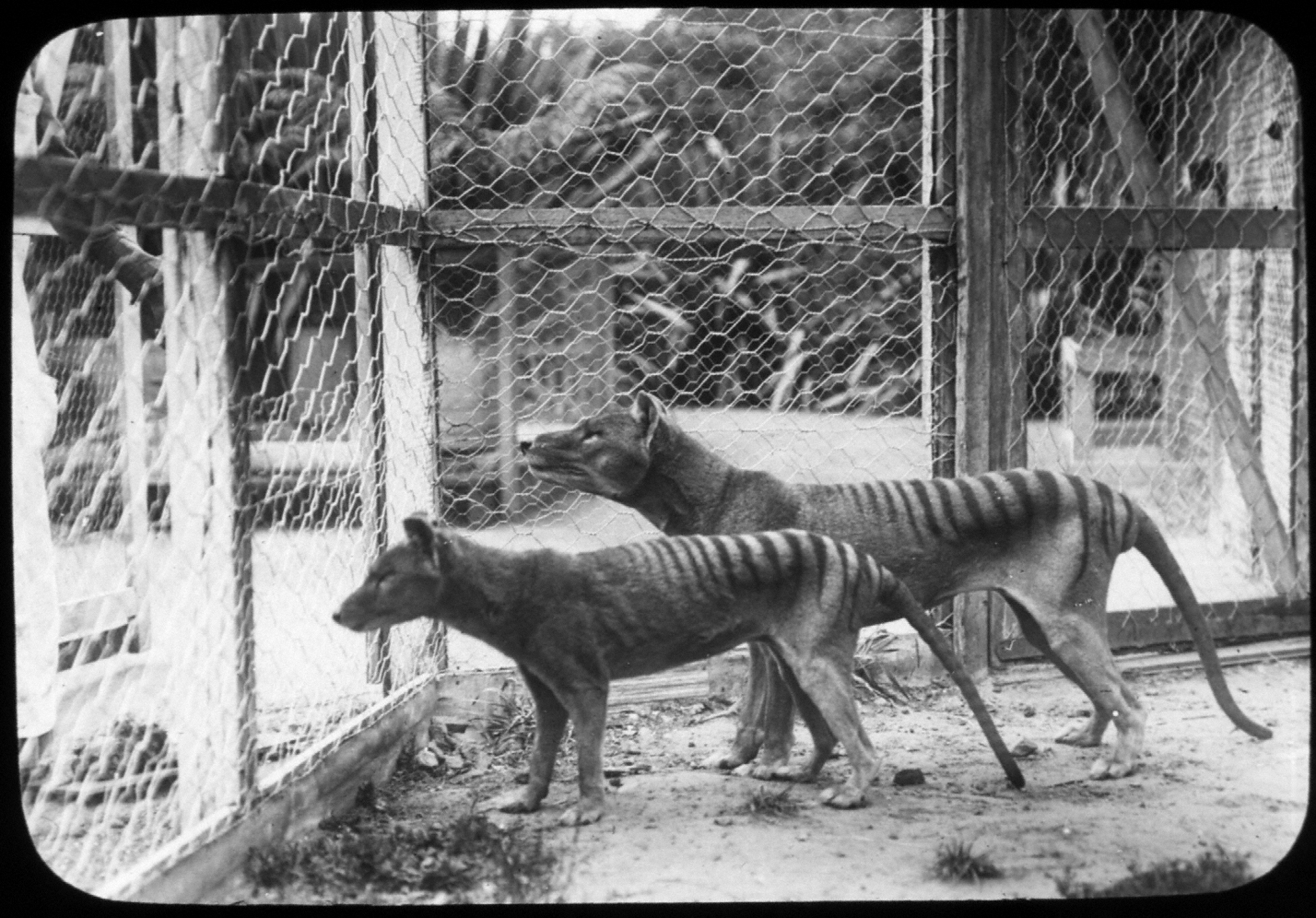 Scientists announce plans to resurrect extinct Tasmanian tiger 