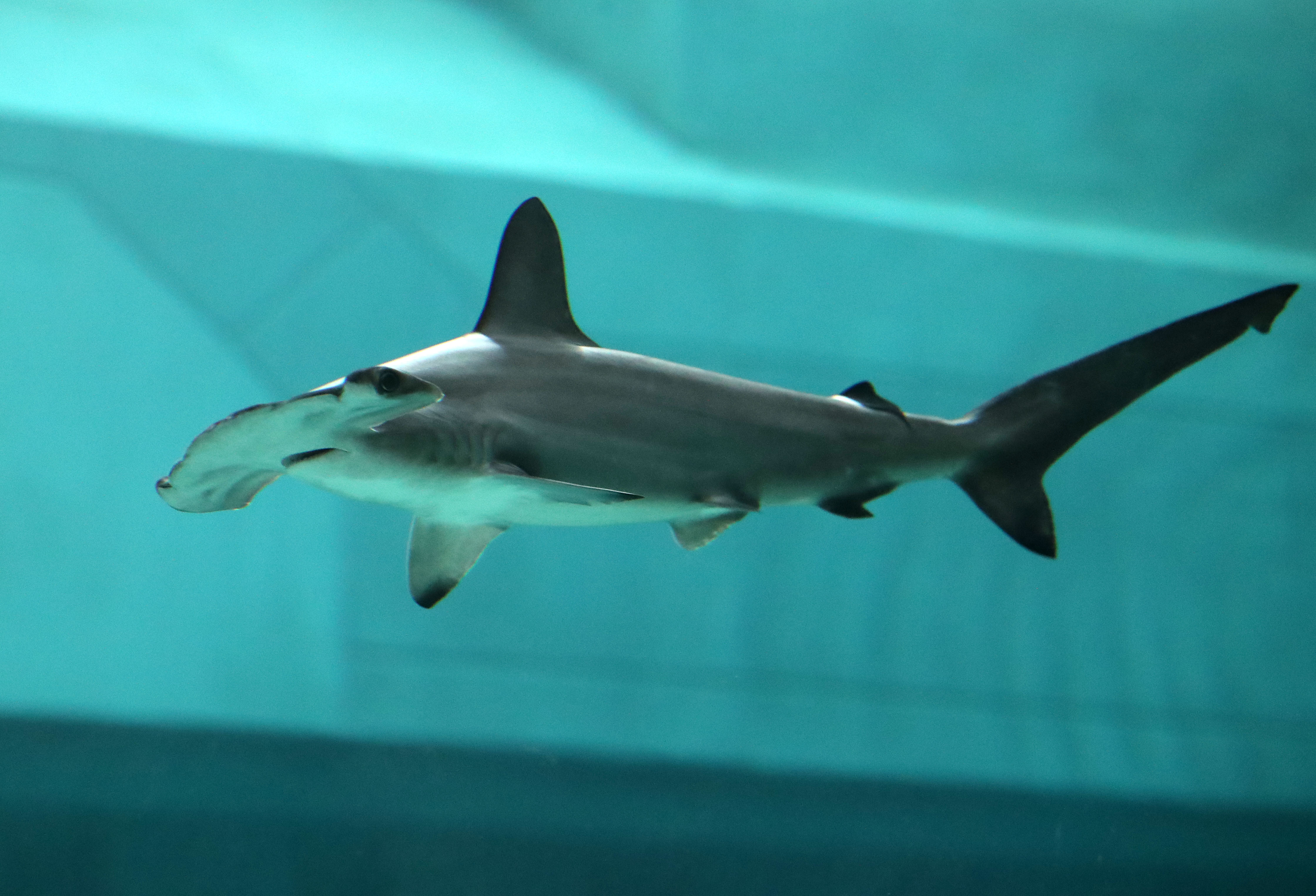 hammerhead sharks dangerous