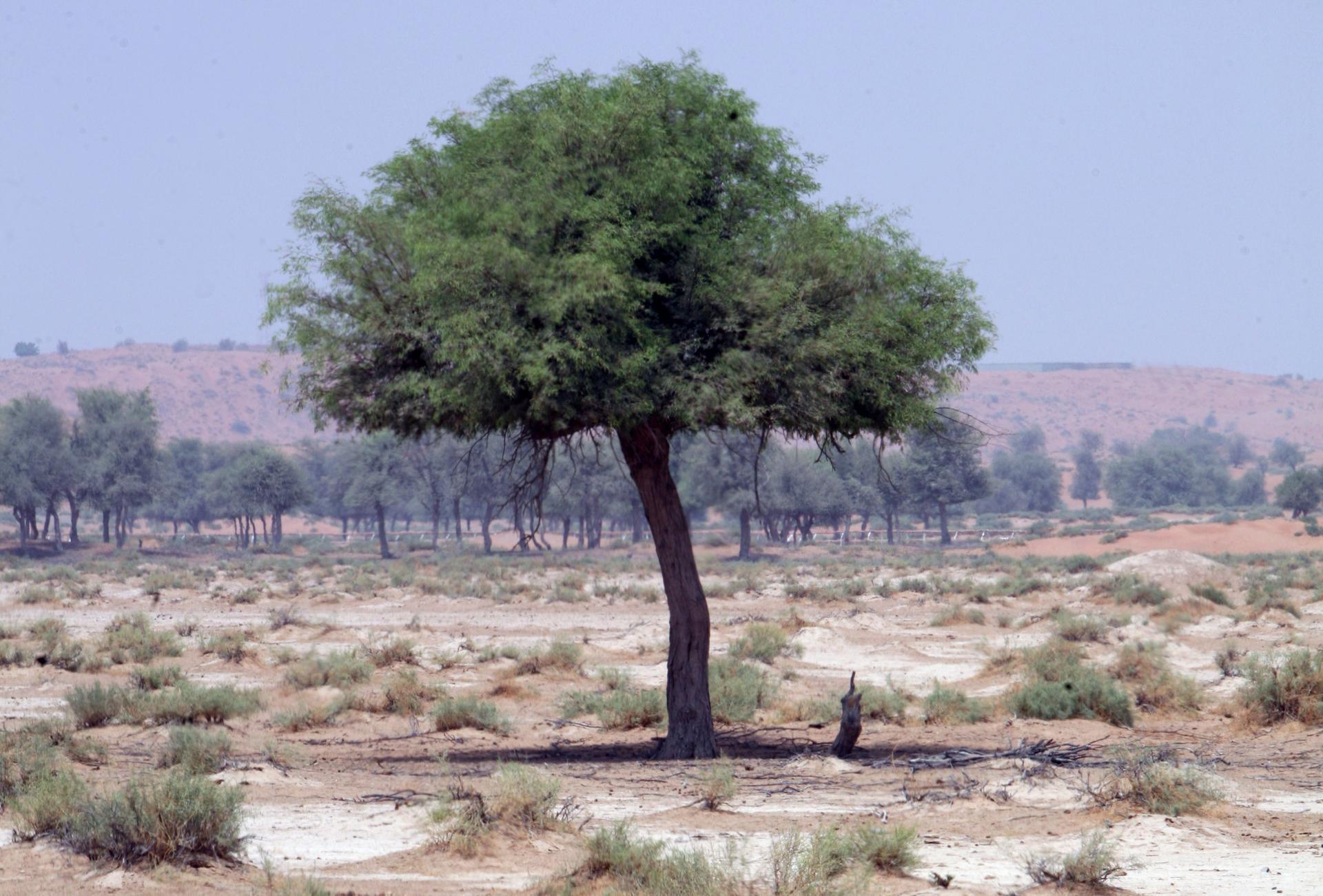 Philanthropist distributes 100 000 free Ghaf and Arak trees