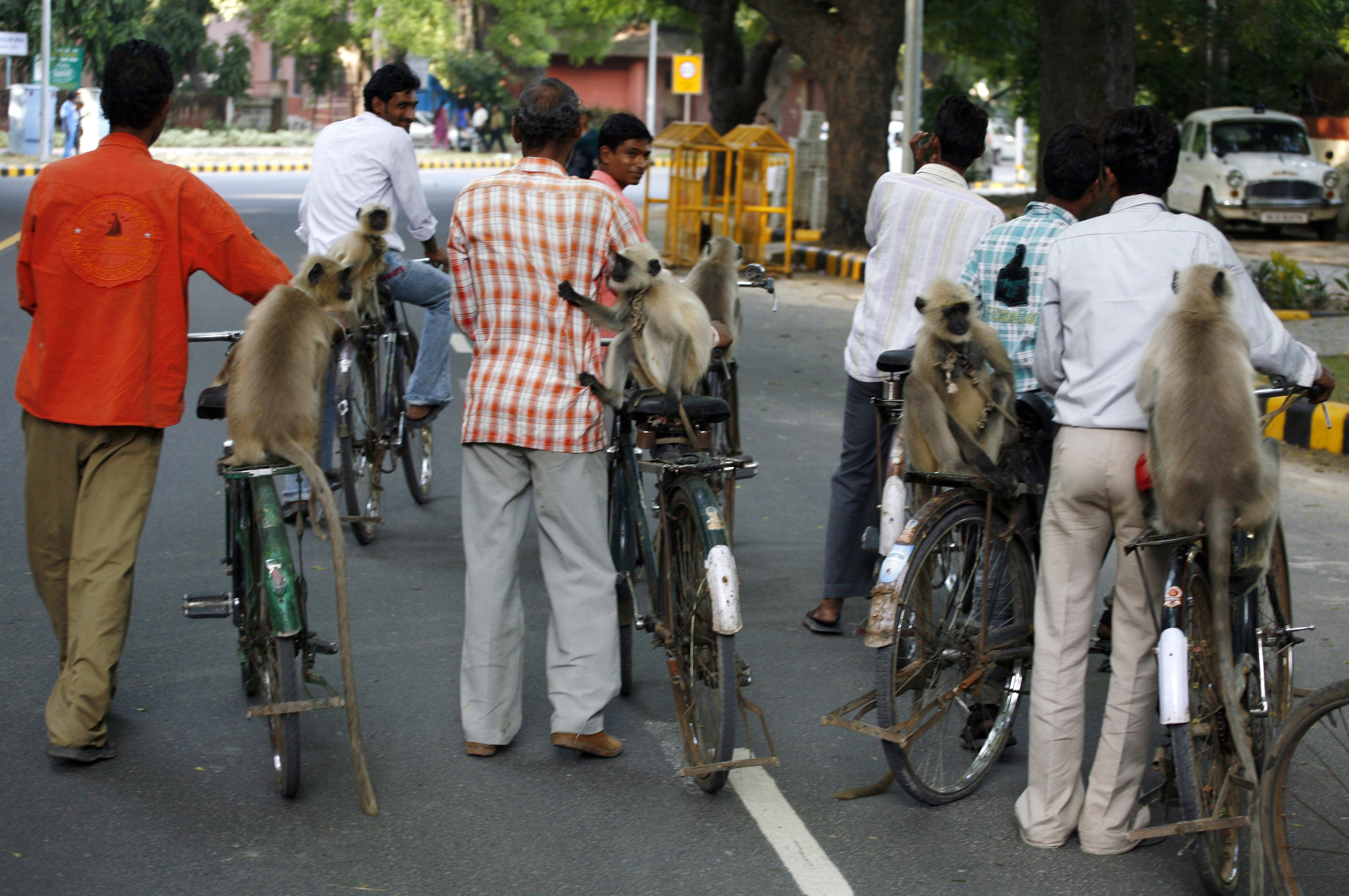 G20 summit's plan to scare off monkeys by mimicking their 'natural