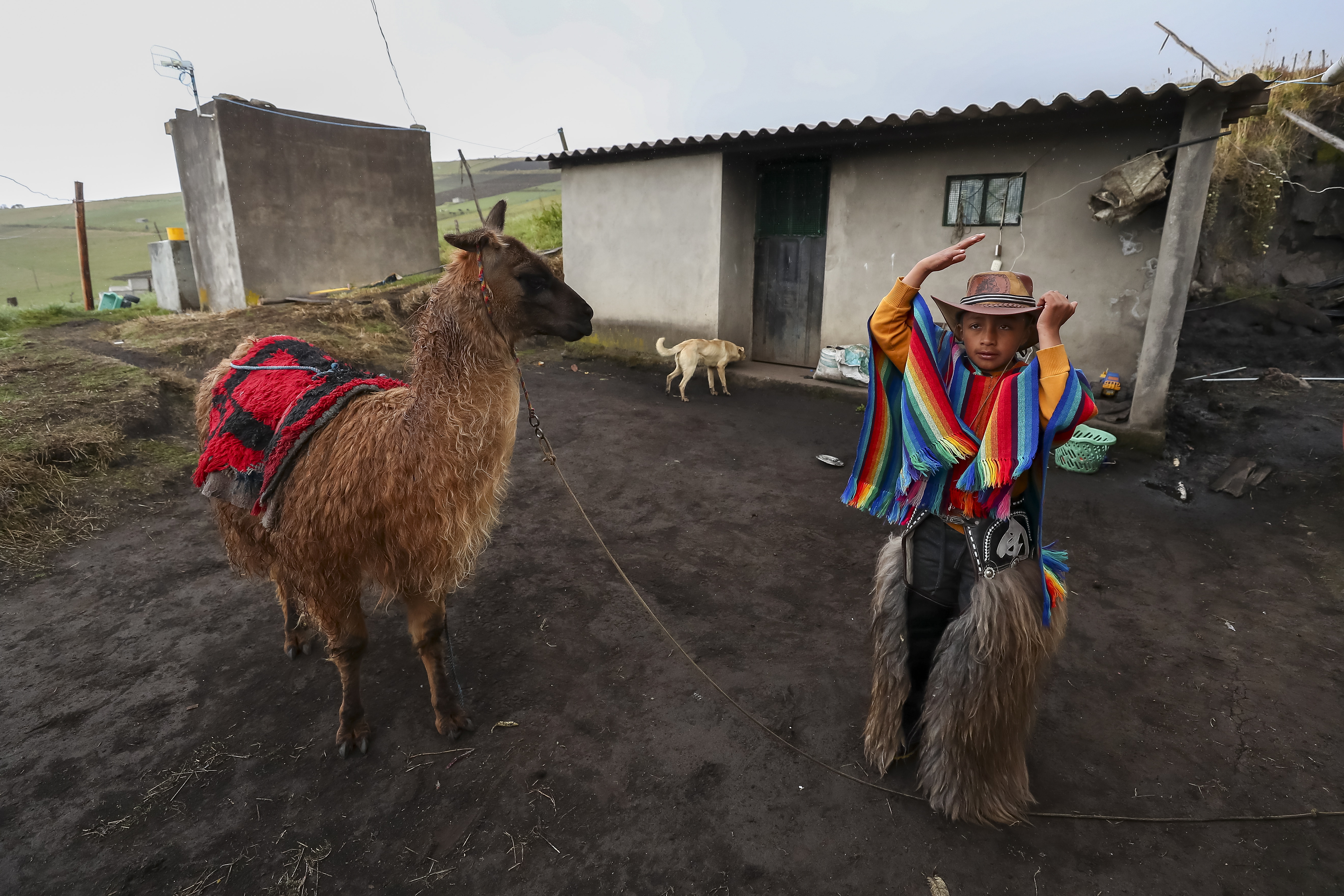 Les Races de Lama : Q'ara, Chaku, Llamingo, Suri, Ccara sullo, Wooly –  Super Lama