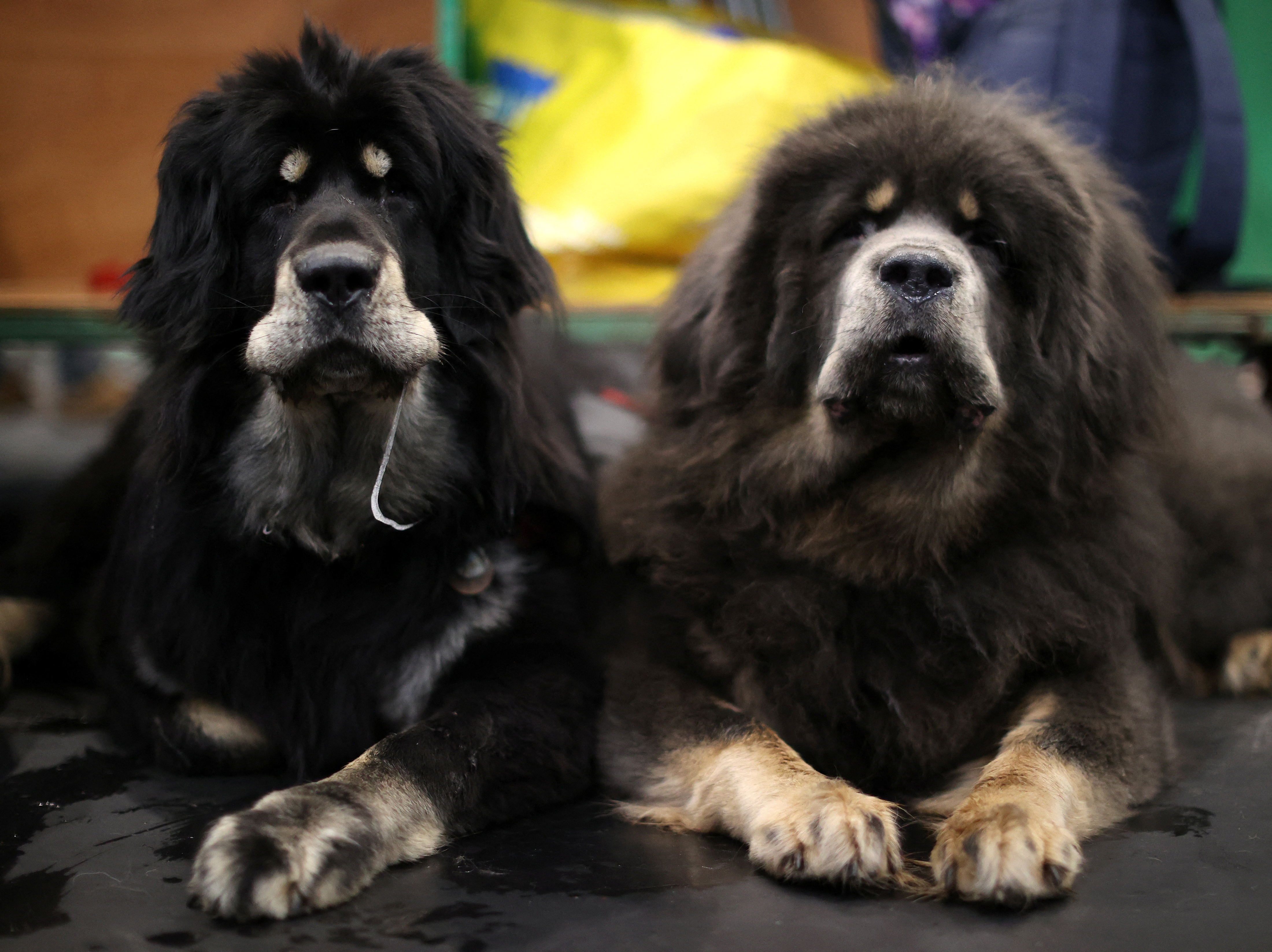 are tibetan mastiff banned in uk