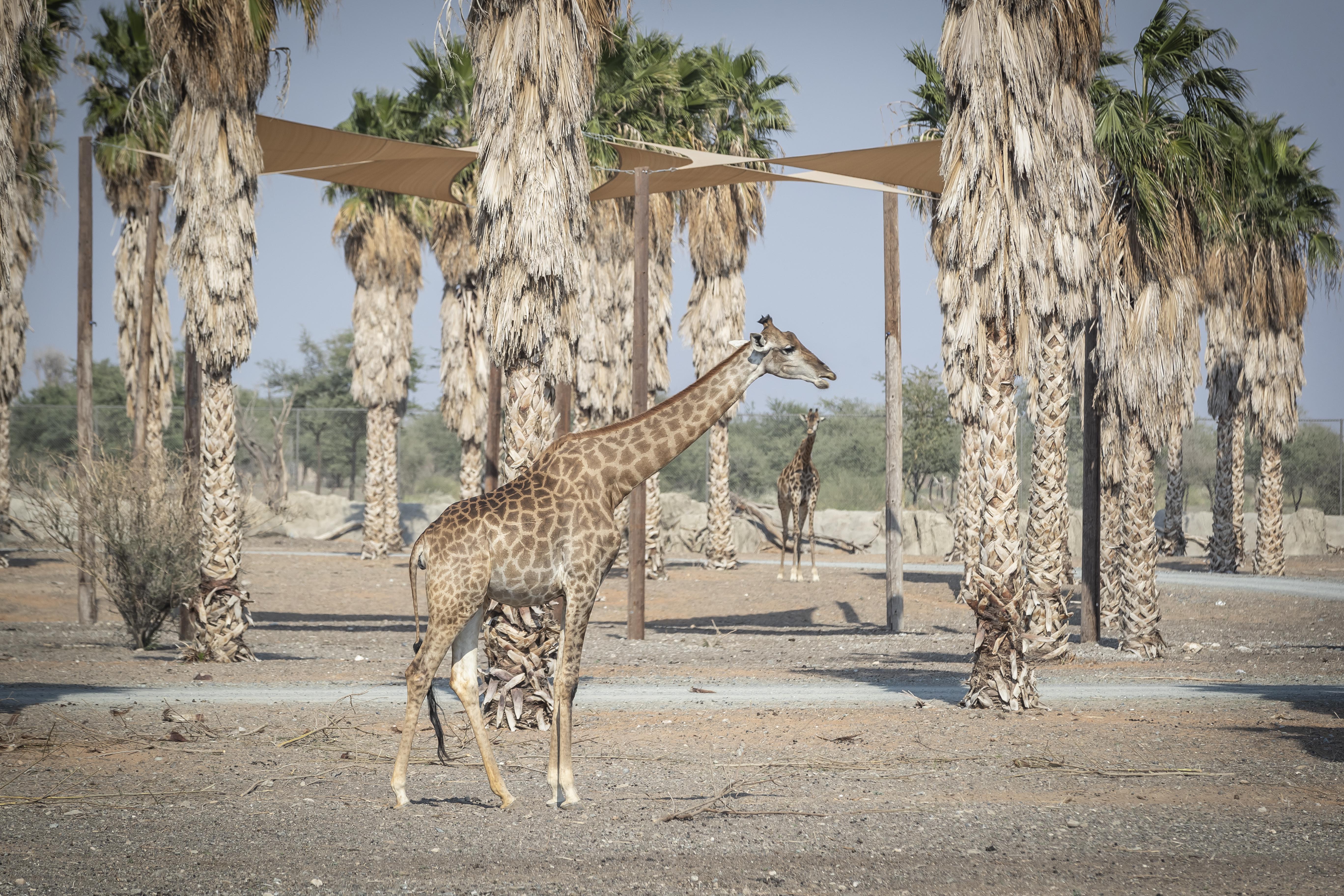 Sharjah Safari park opens its gates after seven years in making