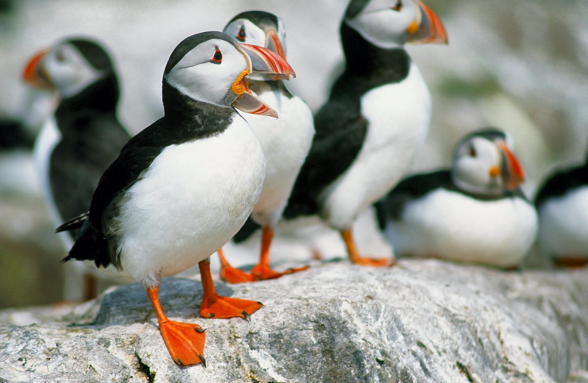 Climate change is causing problems for puffins : NPR